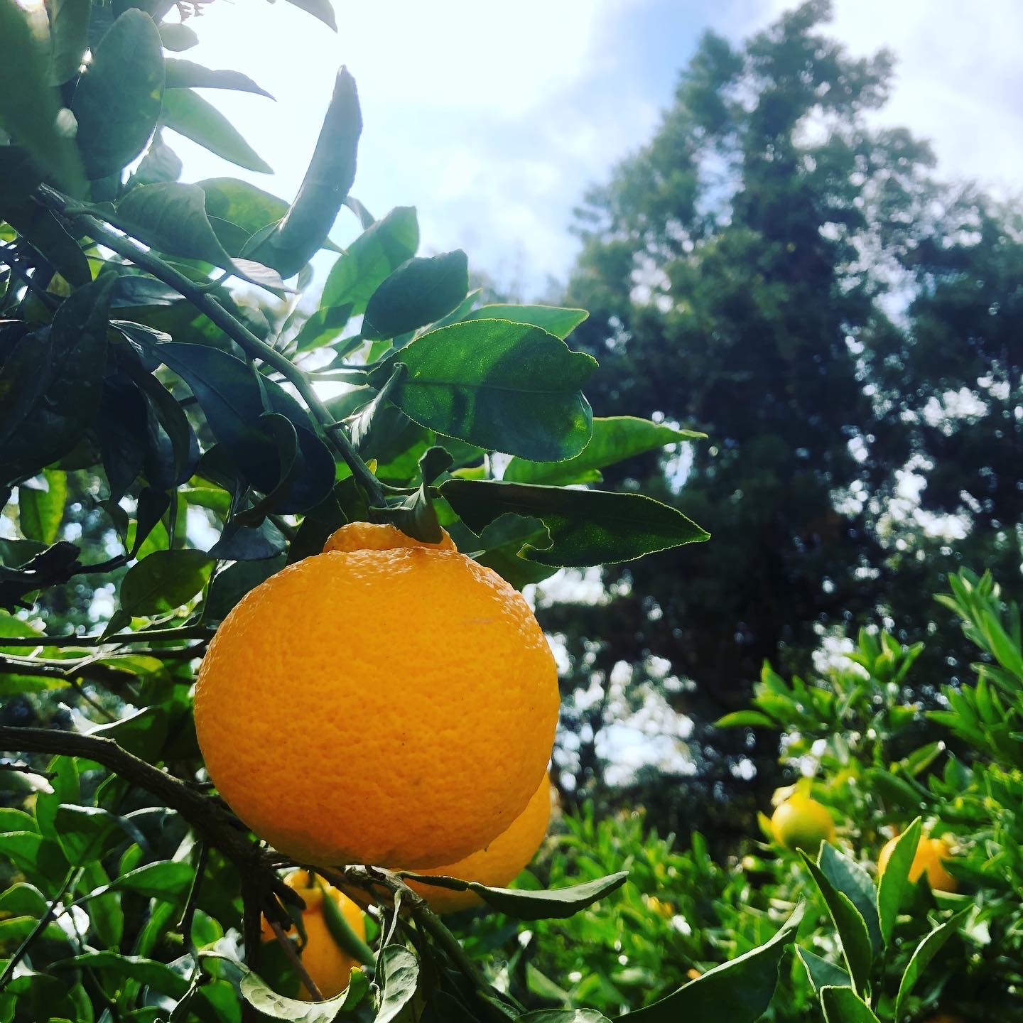 不知火収穫🍊