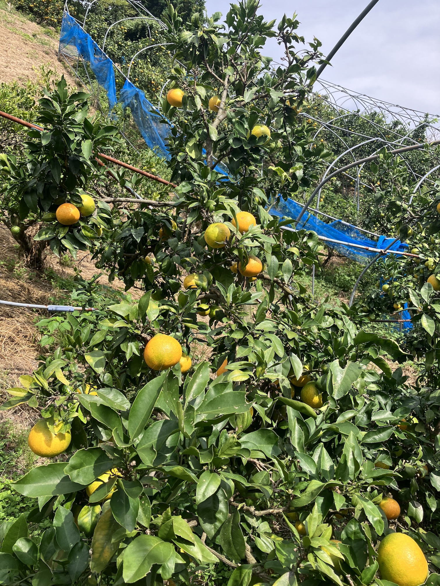 愛果28号も色付いてきてますよー🍊✨