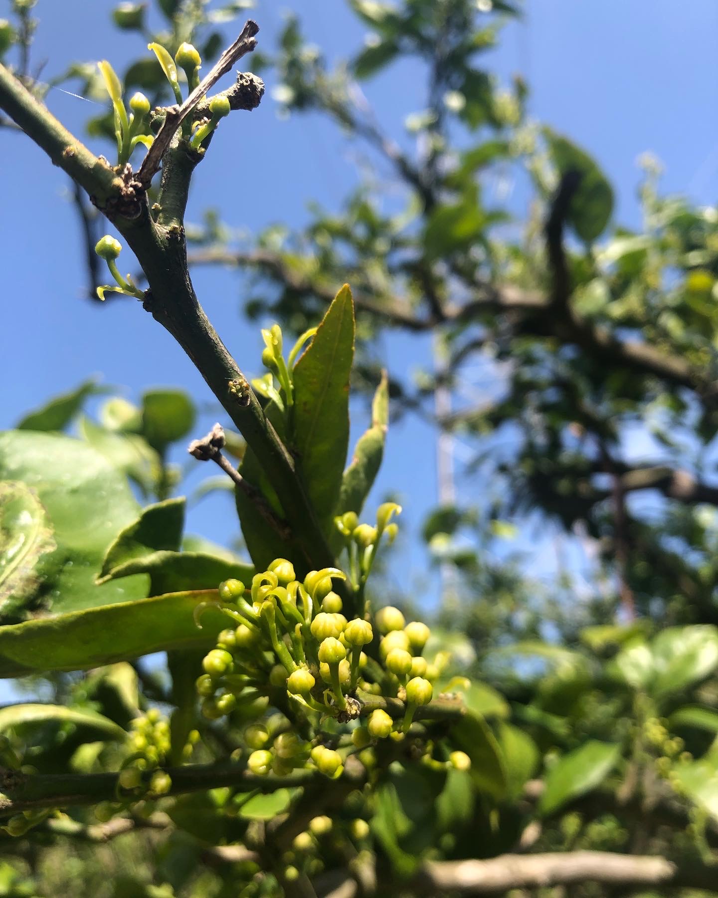 柑橘も蕾が見えて来ました🍊