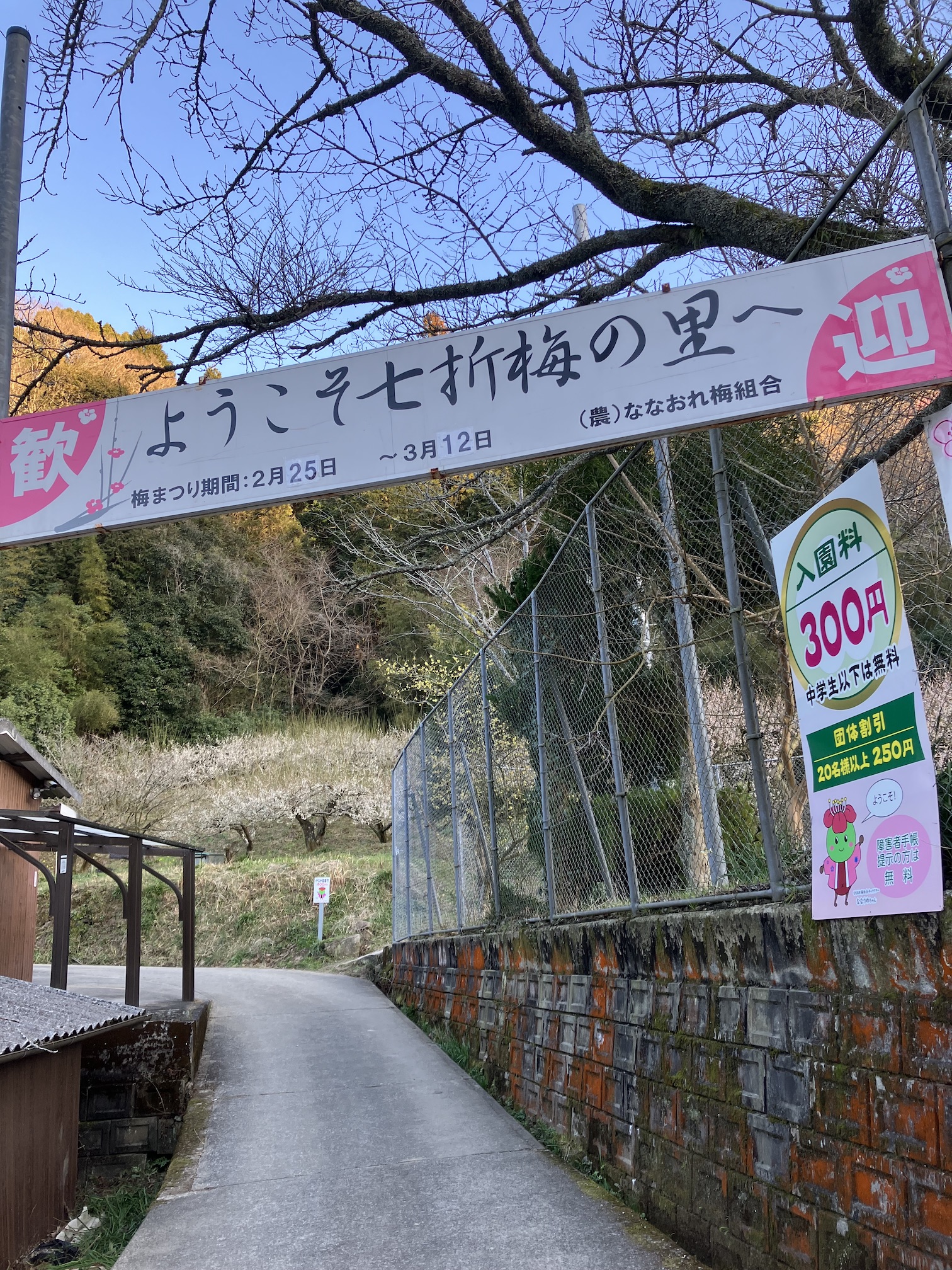 七折梅まつり開催中🌸