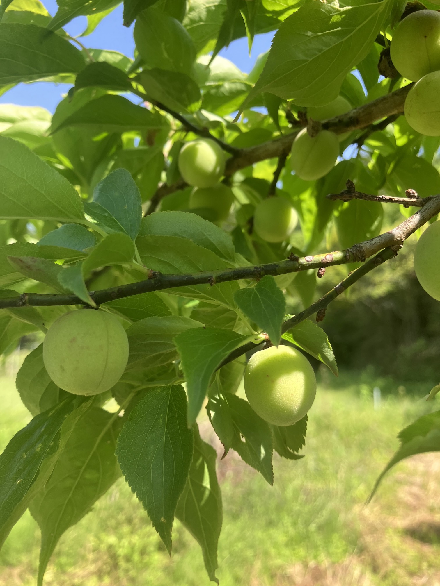 間も無く梅のシーズンに🧑‍🌾✨