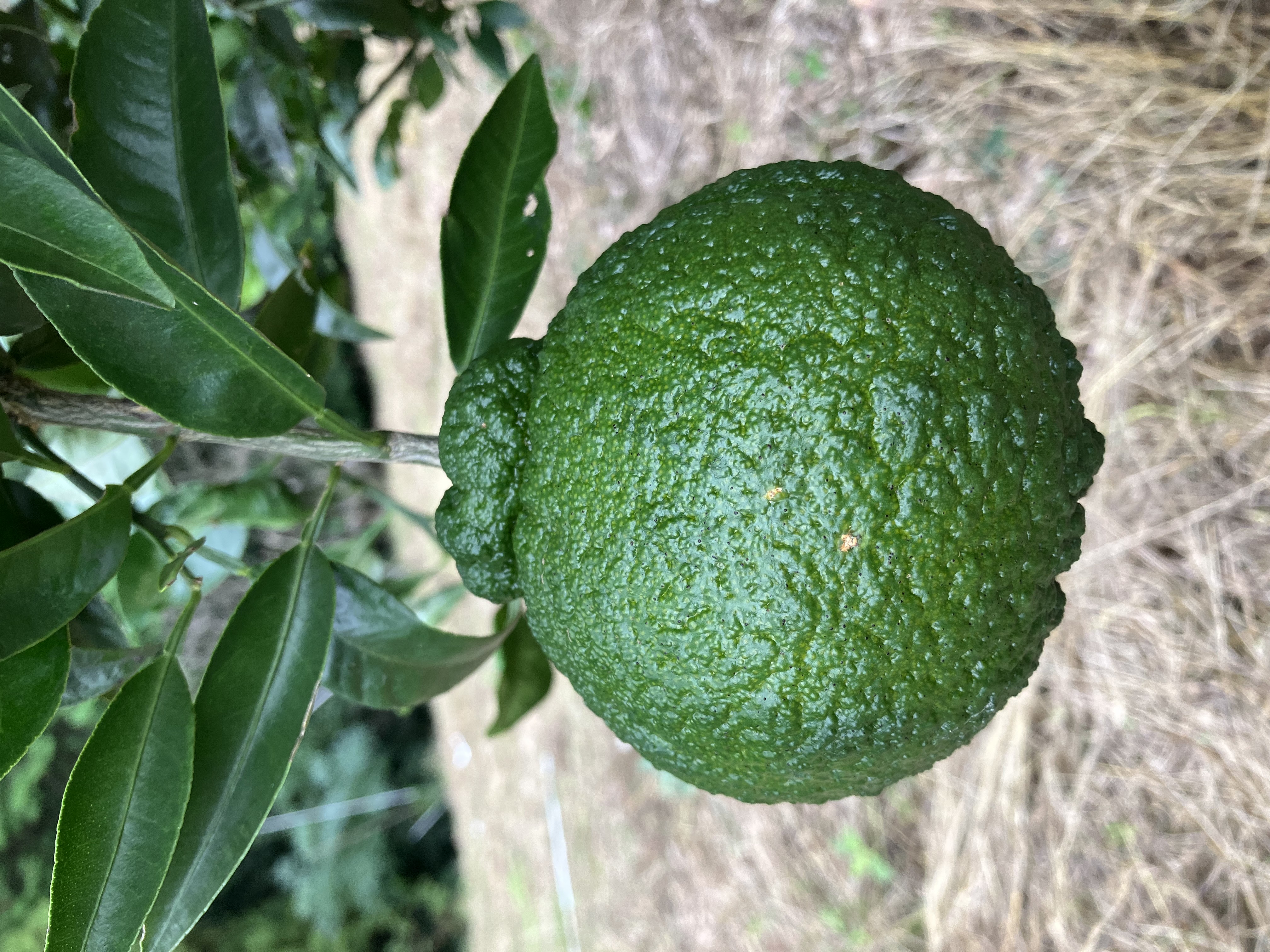 不知火は今の所順調🍊🧑‍🌾