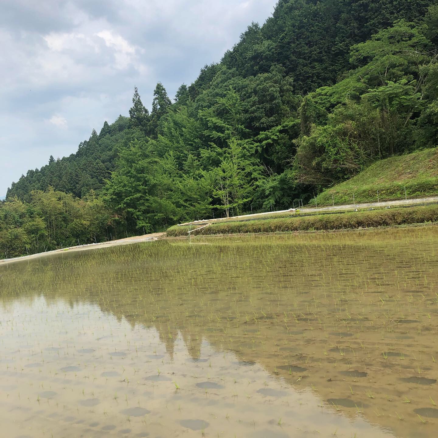 今年も田植えが始まりました！