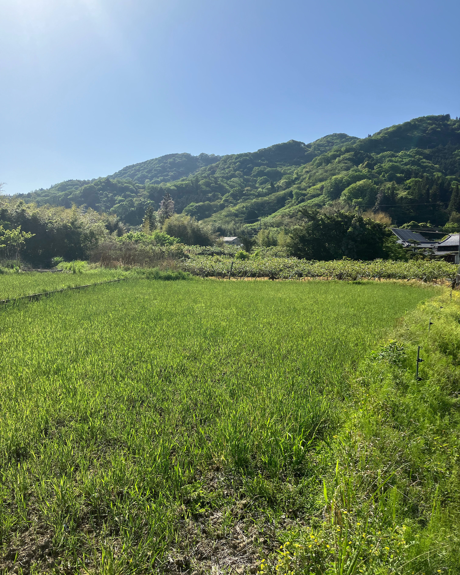 5月は農作業もバタバタ🥝🌾