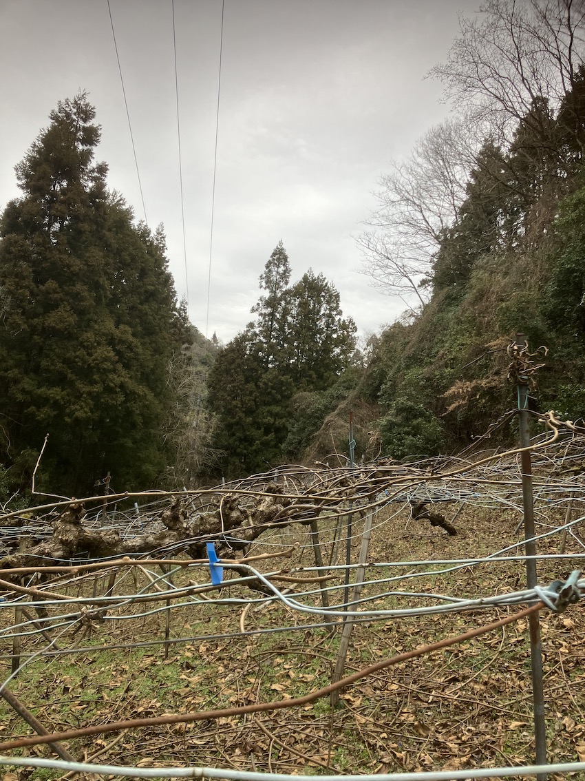 キウイの剪定作業🧑‍🌾🥝