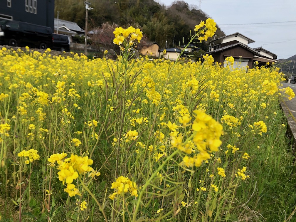 菜の花も綺麗に✨