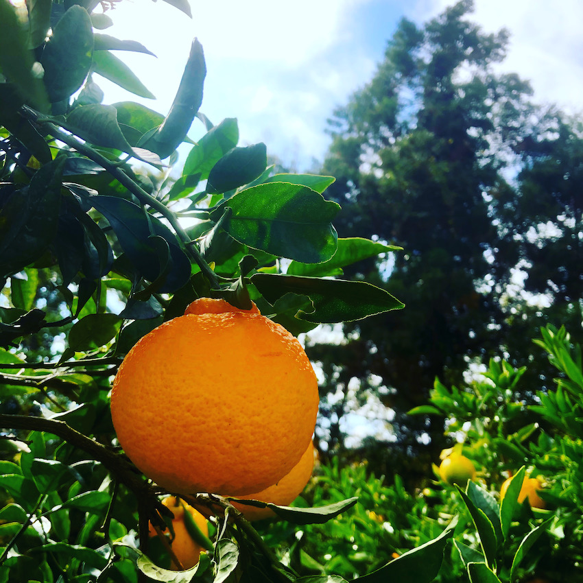 不知火の販売開始致しました🍊