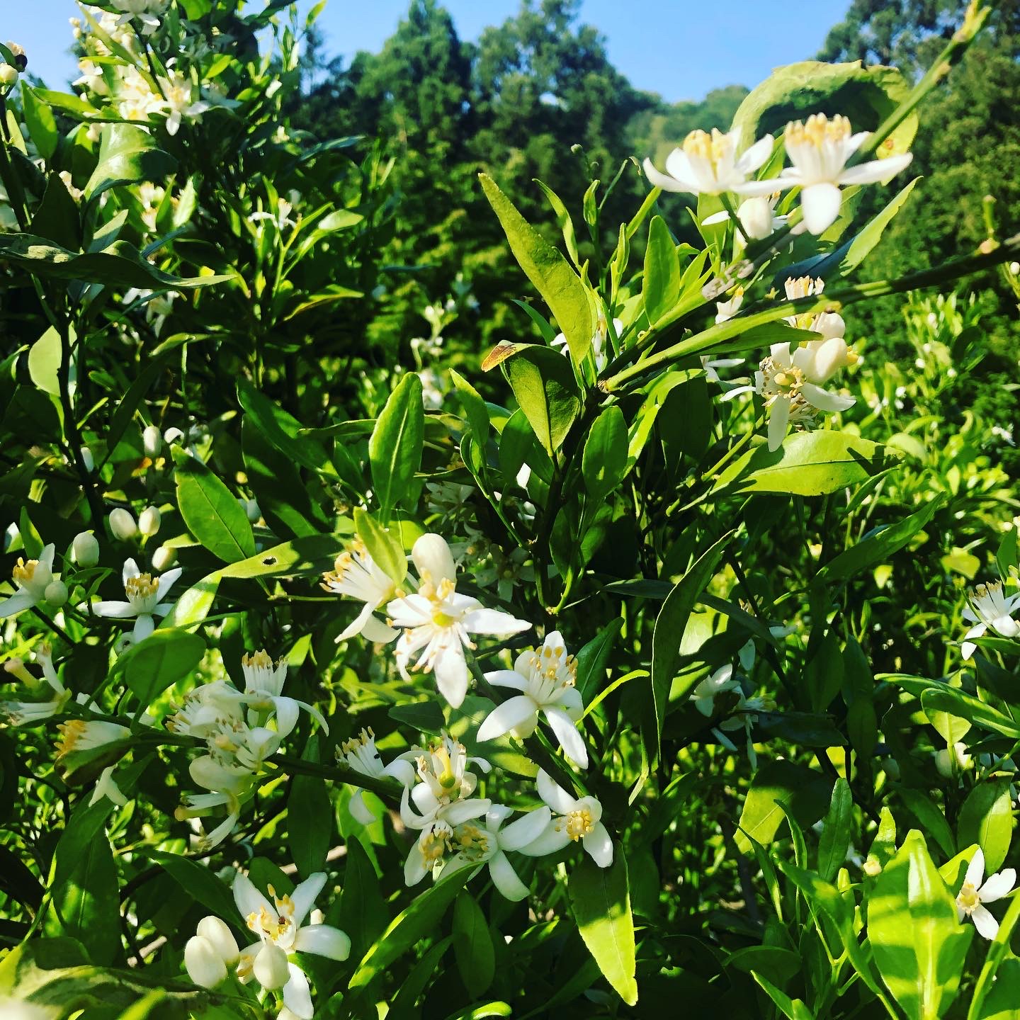 甘平の花も咲きましたー🌼🍊