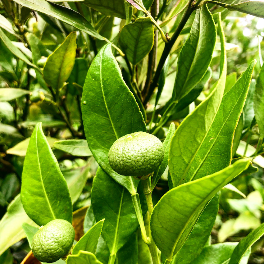 甘平の子はやっぱり甘平🍊