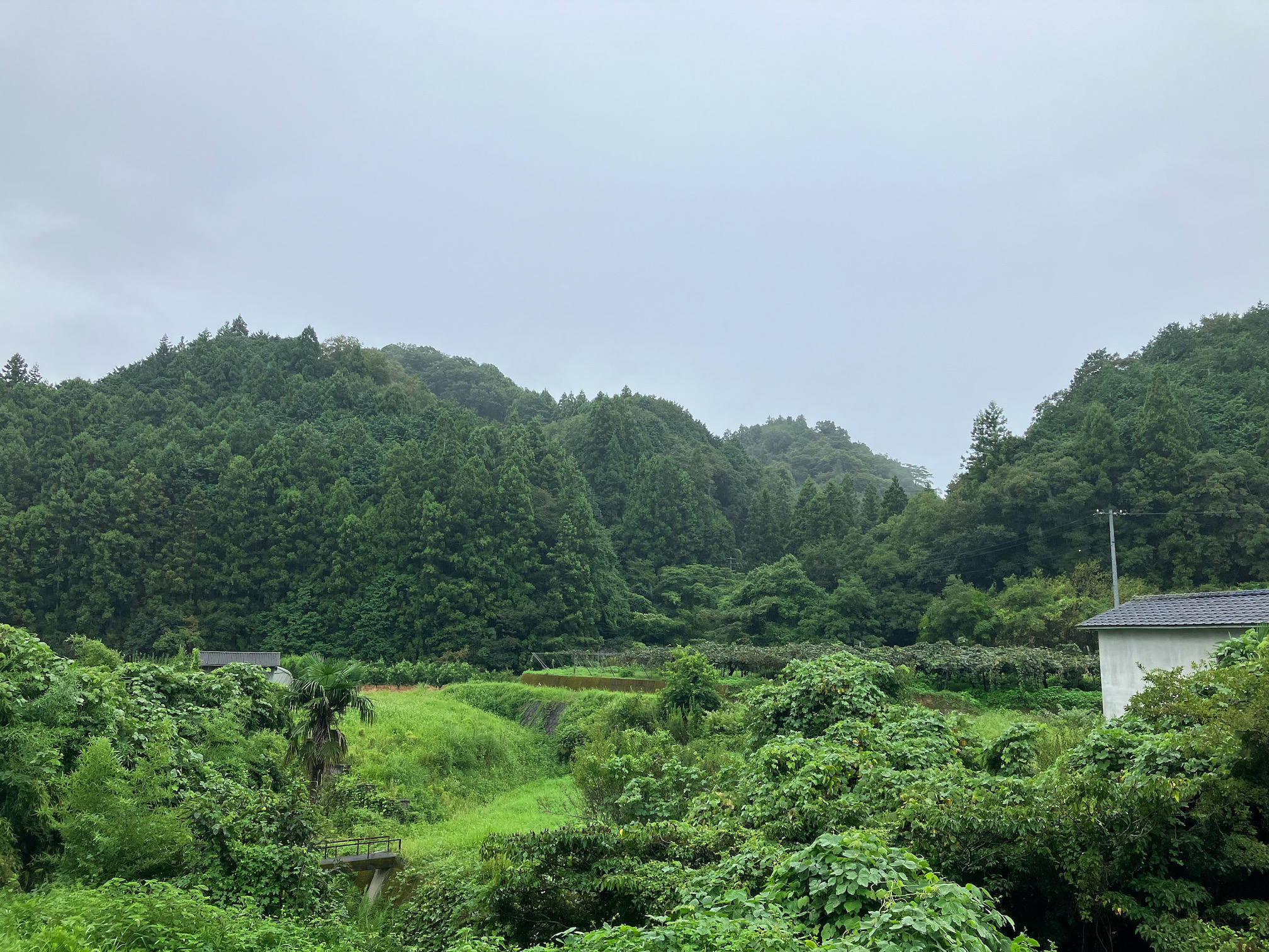 待望の雨