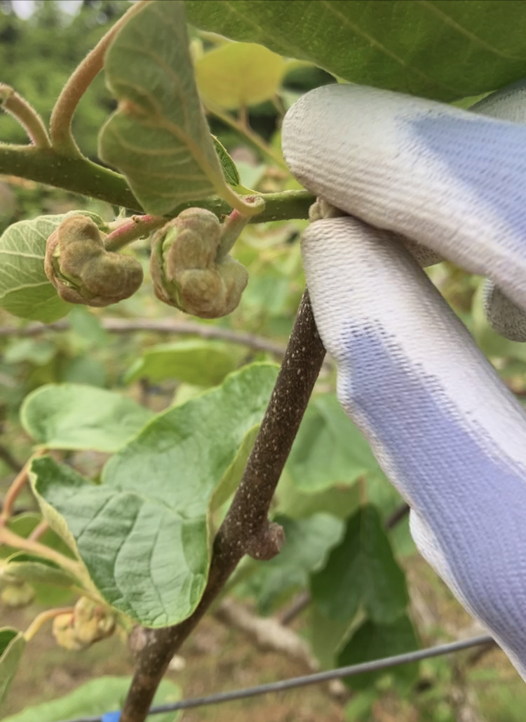 絶賛摘蕾中🥝🧑‍🌾