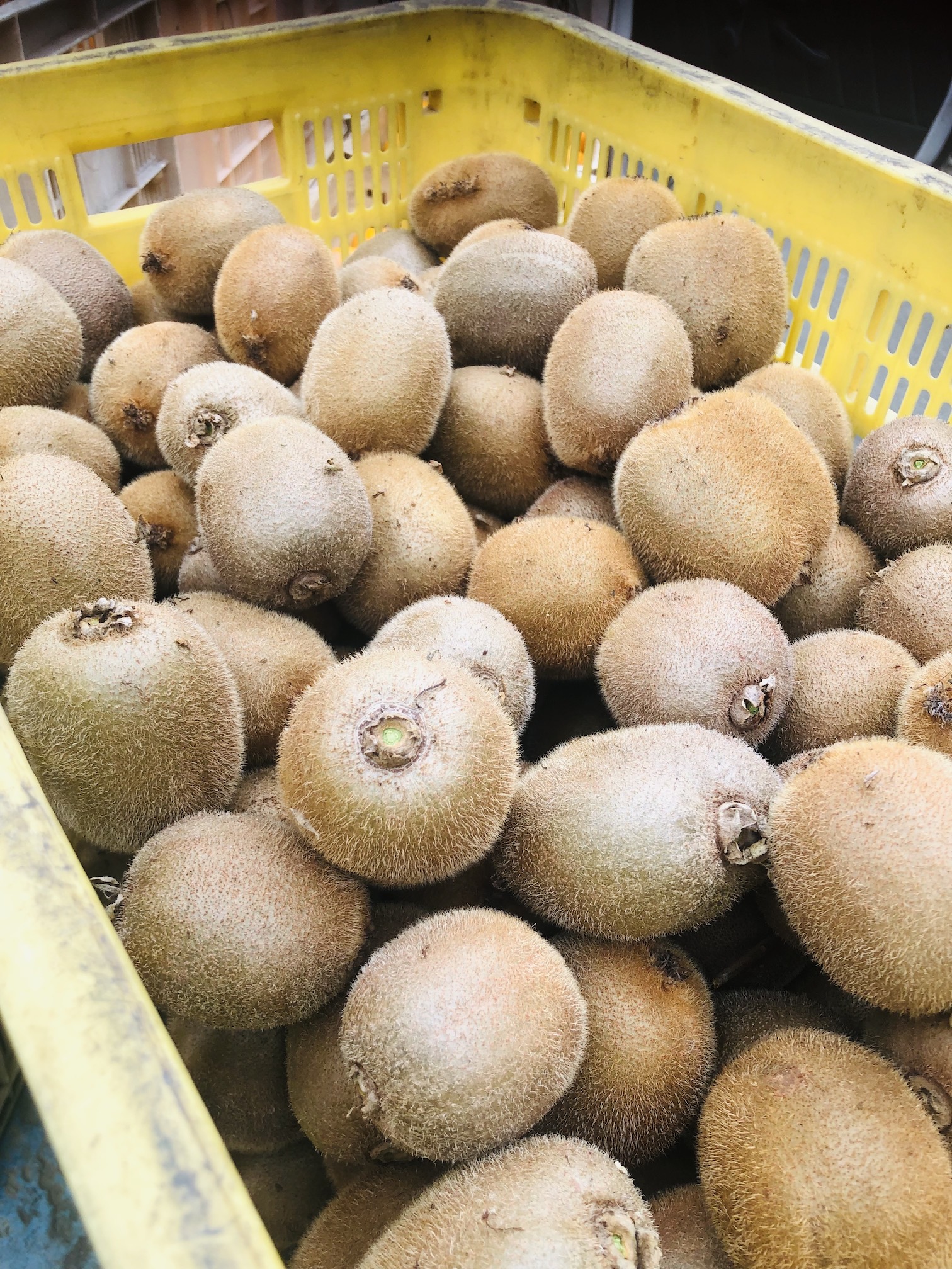 キウイの収穫始めます🥝