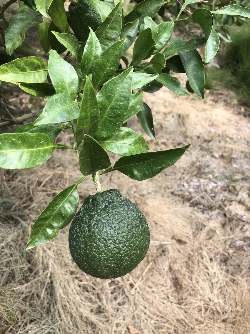 食べ物の成長過程🍊🥝🌾