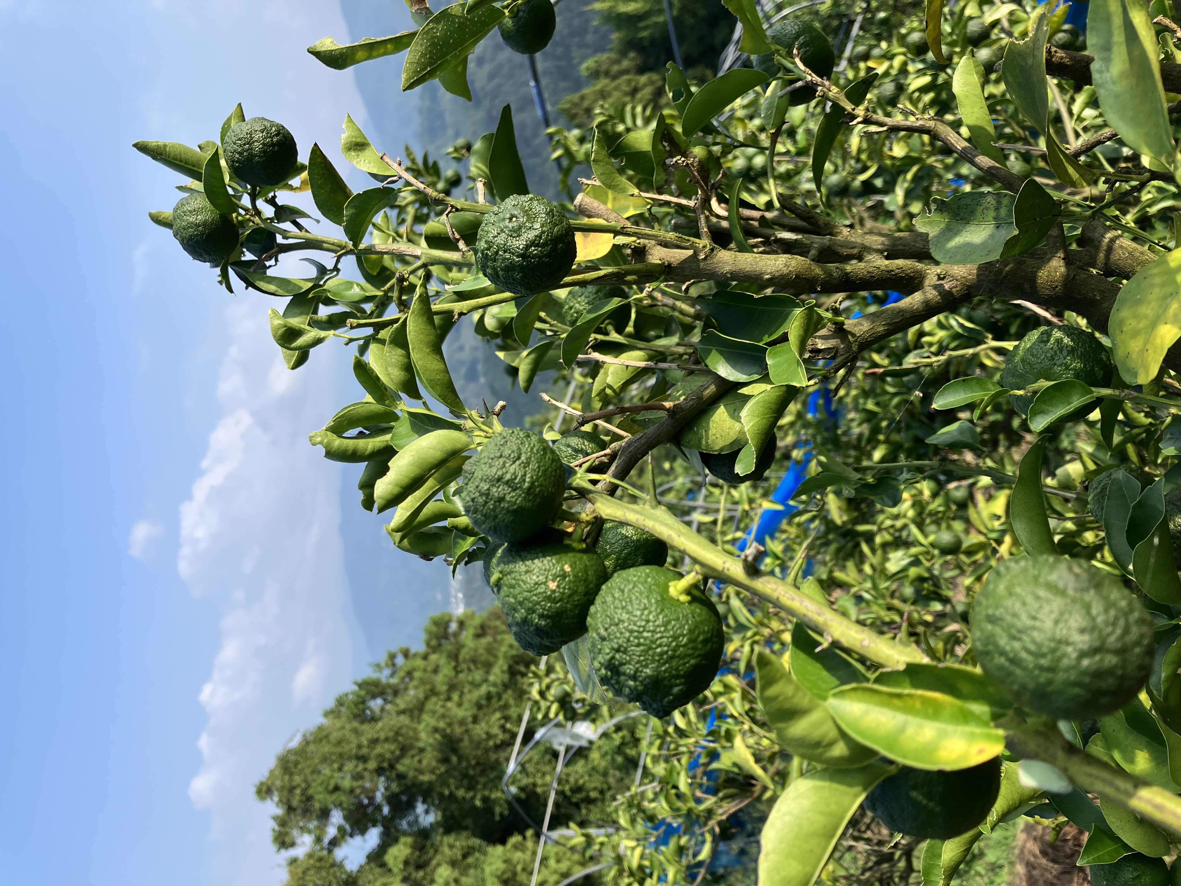稲刈りが終わったあたりに🧑‍🌾