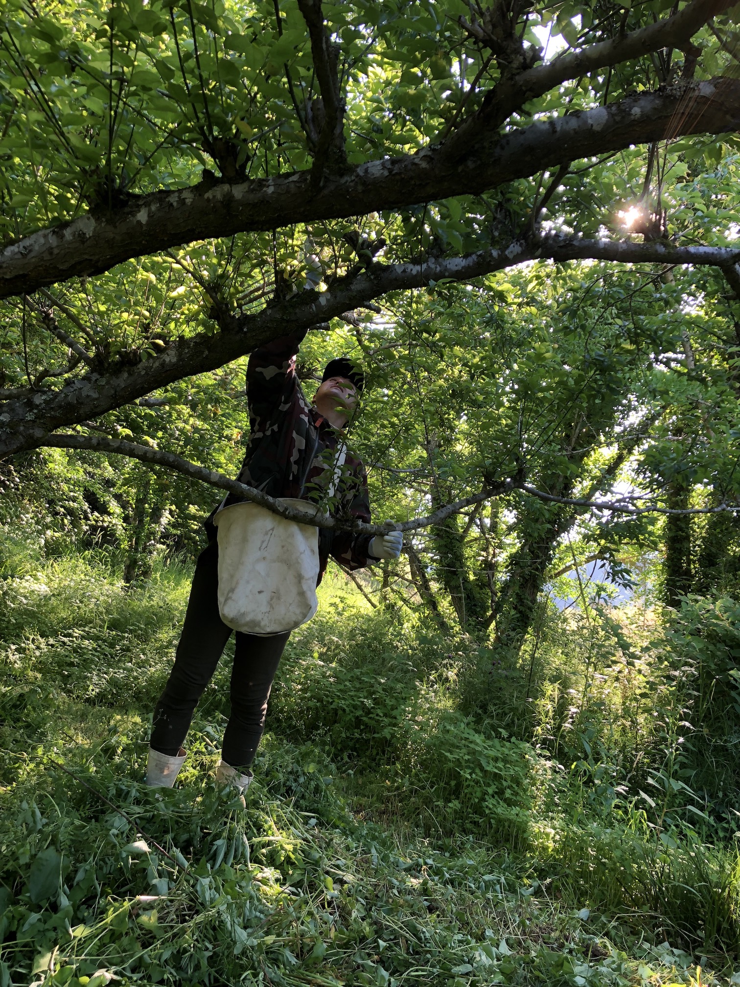 本日は梅の収穫体験🧑‍🌾✨