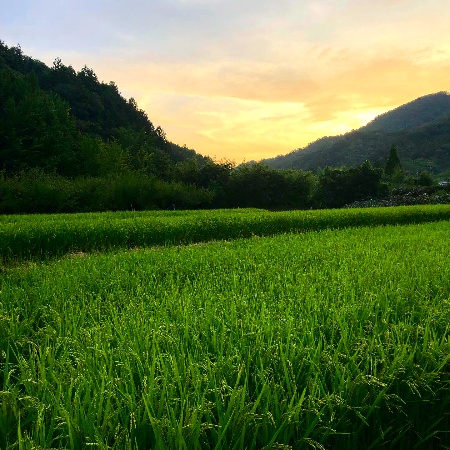 夕暮れが早くなってきました🌆