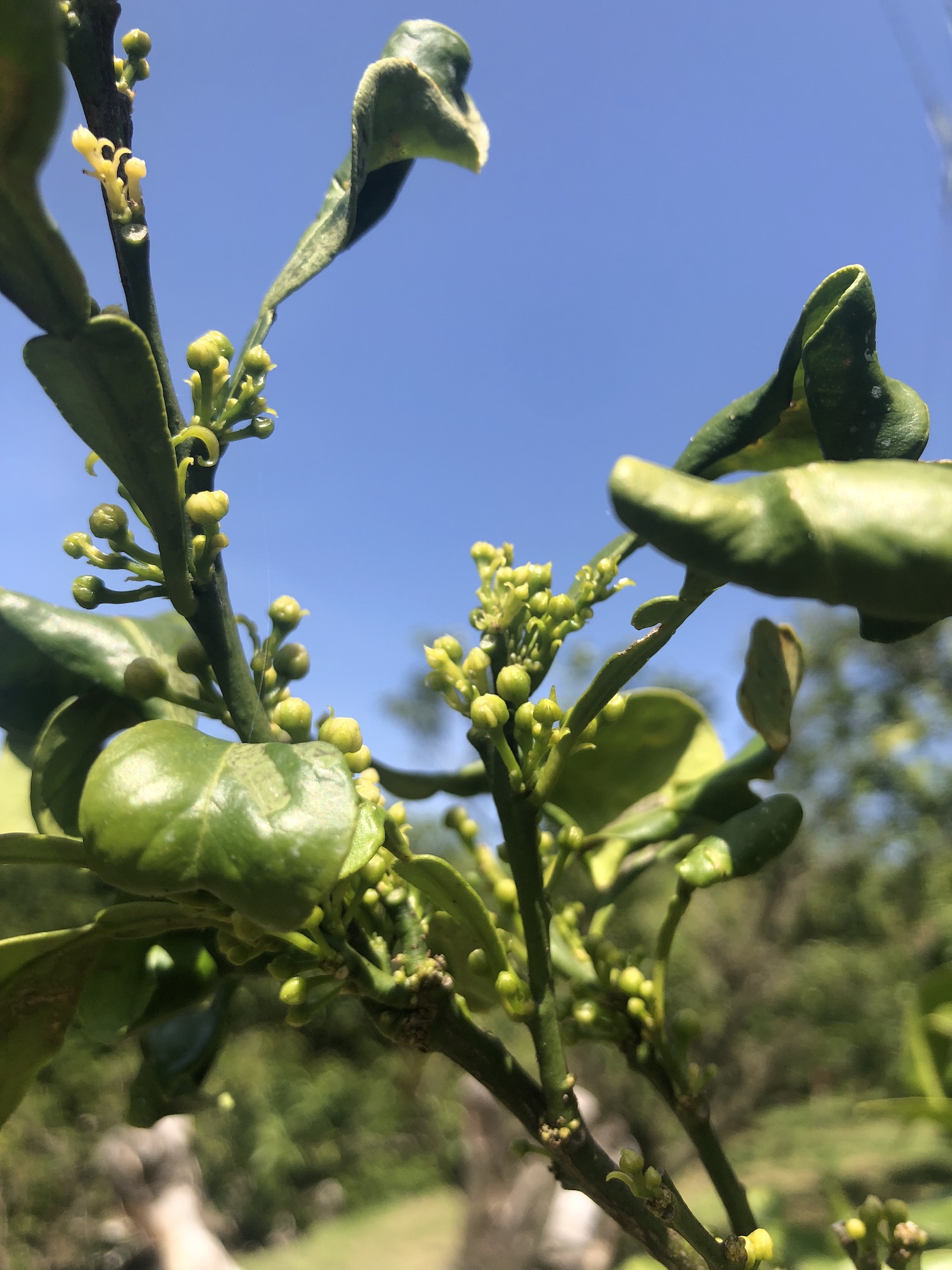 みかんにも蕾が🍊