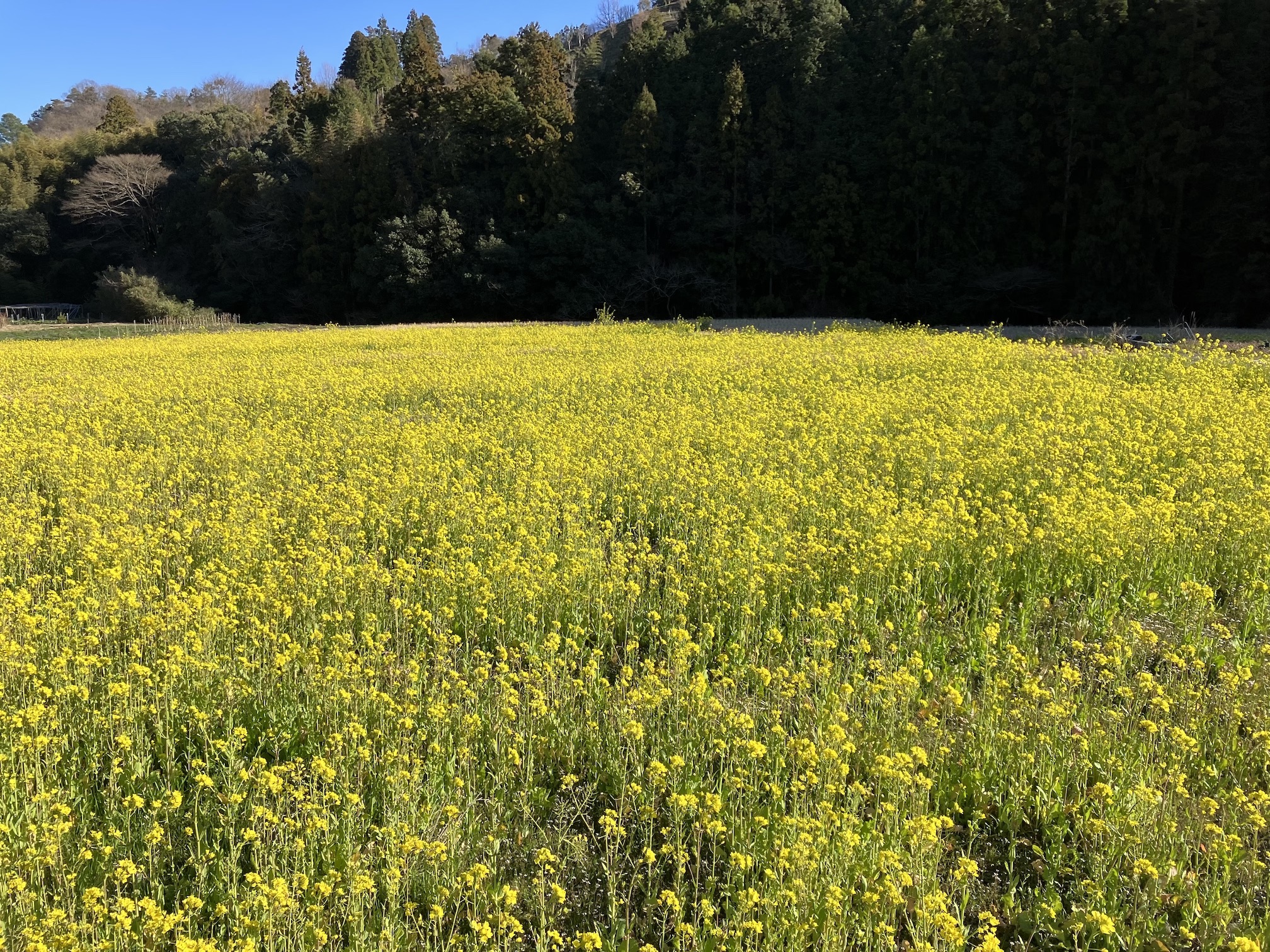 一面に広がる菜の花畑✨