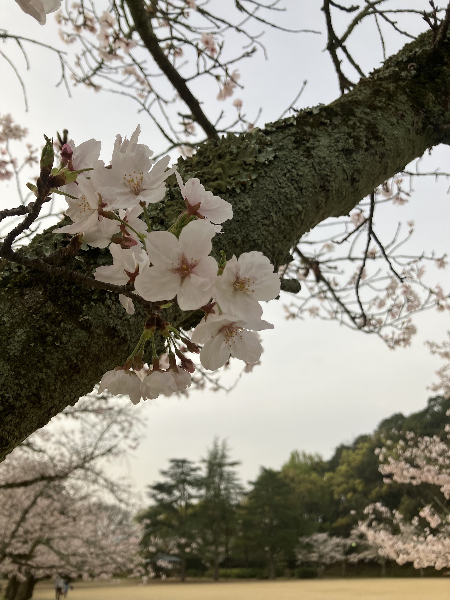桜の開花は例年より早い！？🌸