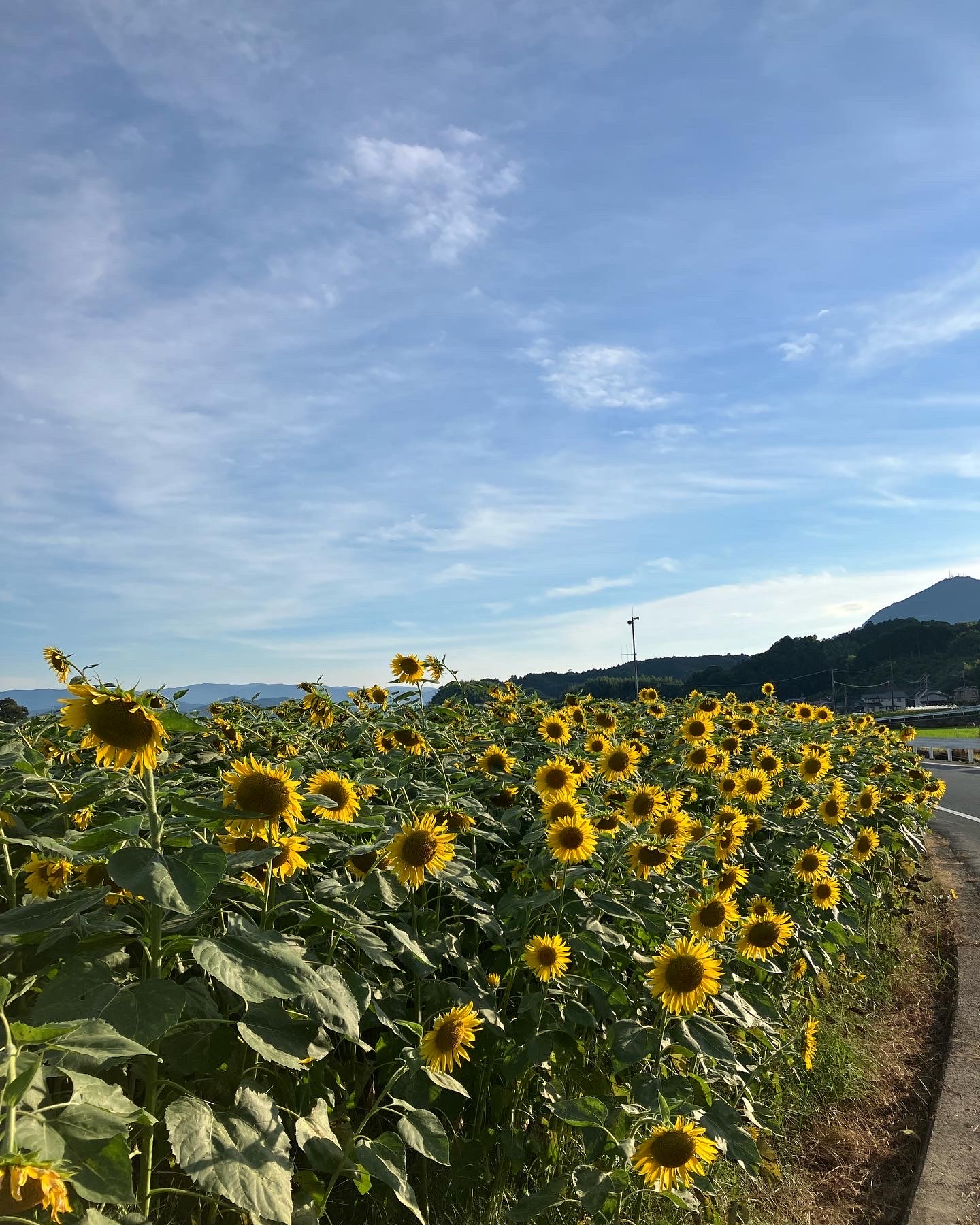 ひまわりも夏バテ🌻💦