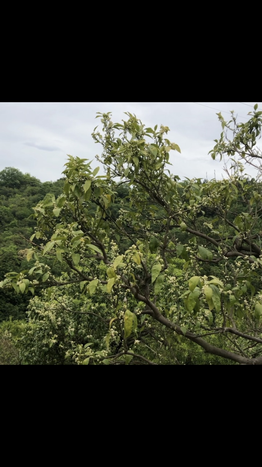 ウグイスの鳴き声が大きくてビックリ🦜✨