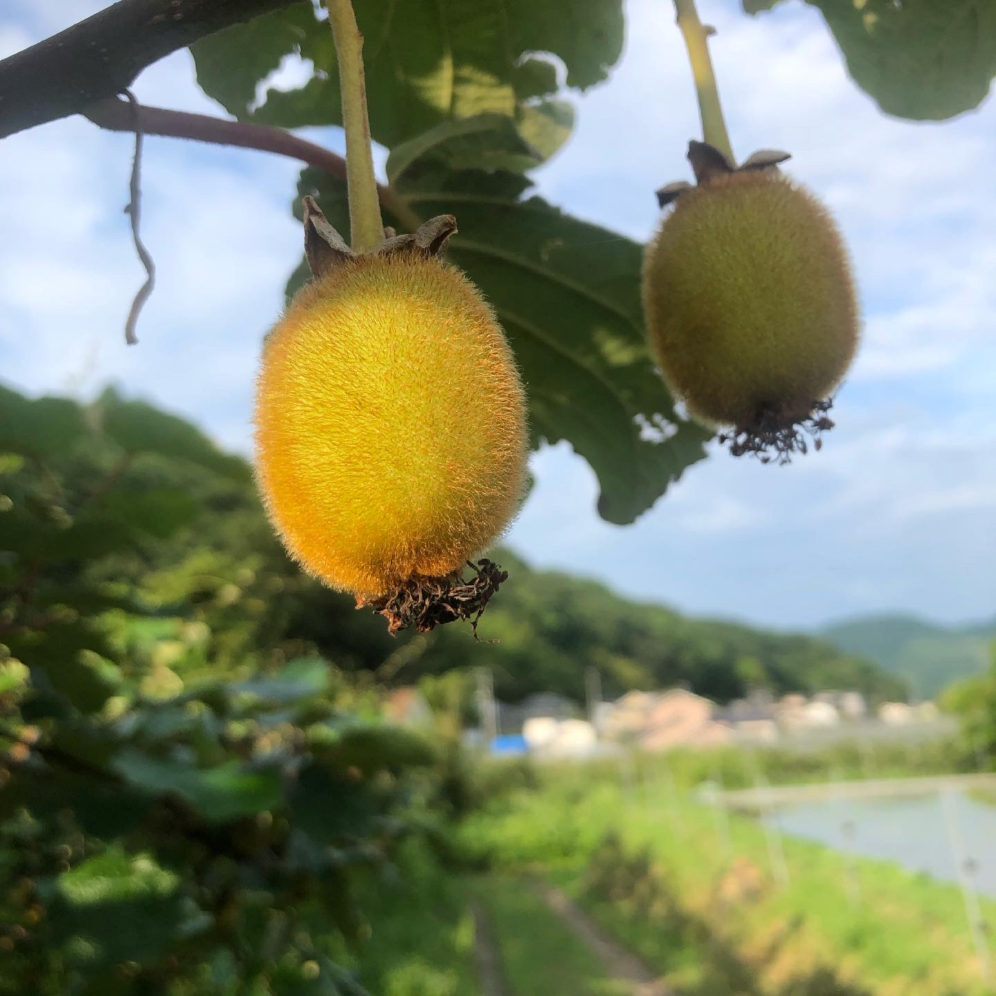 キウイの成長日記✨
