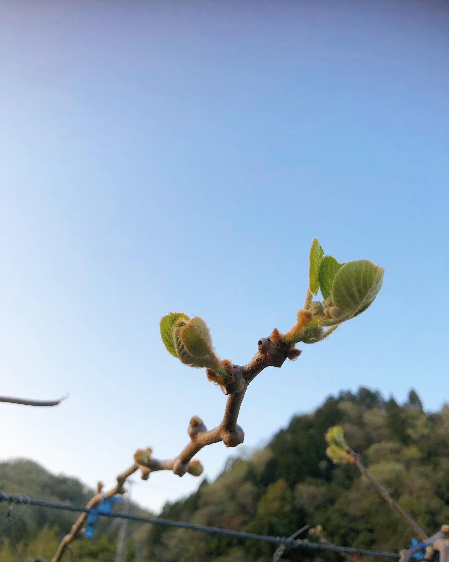 キウイの芽吹き🥝✨