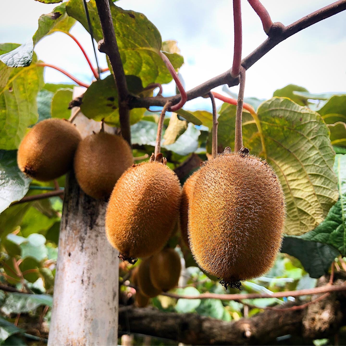 キウイフルーツ販売開始🥝✨