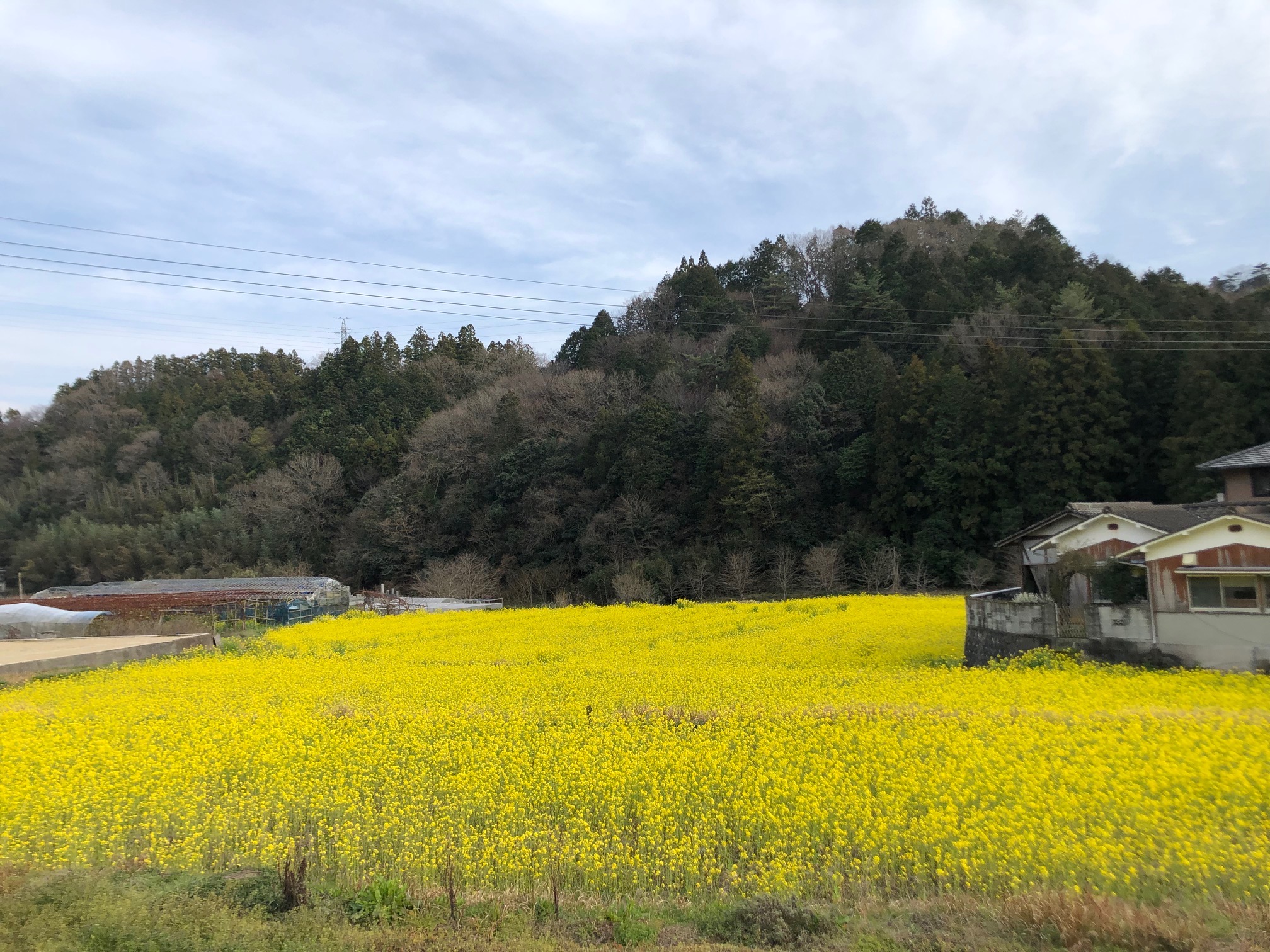 菜の花が満開✨