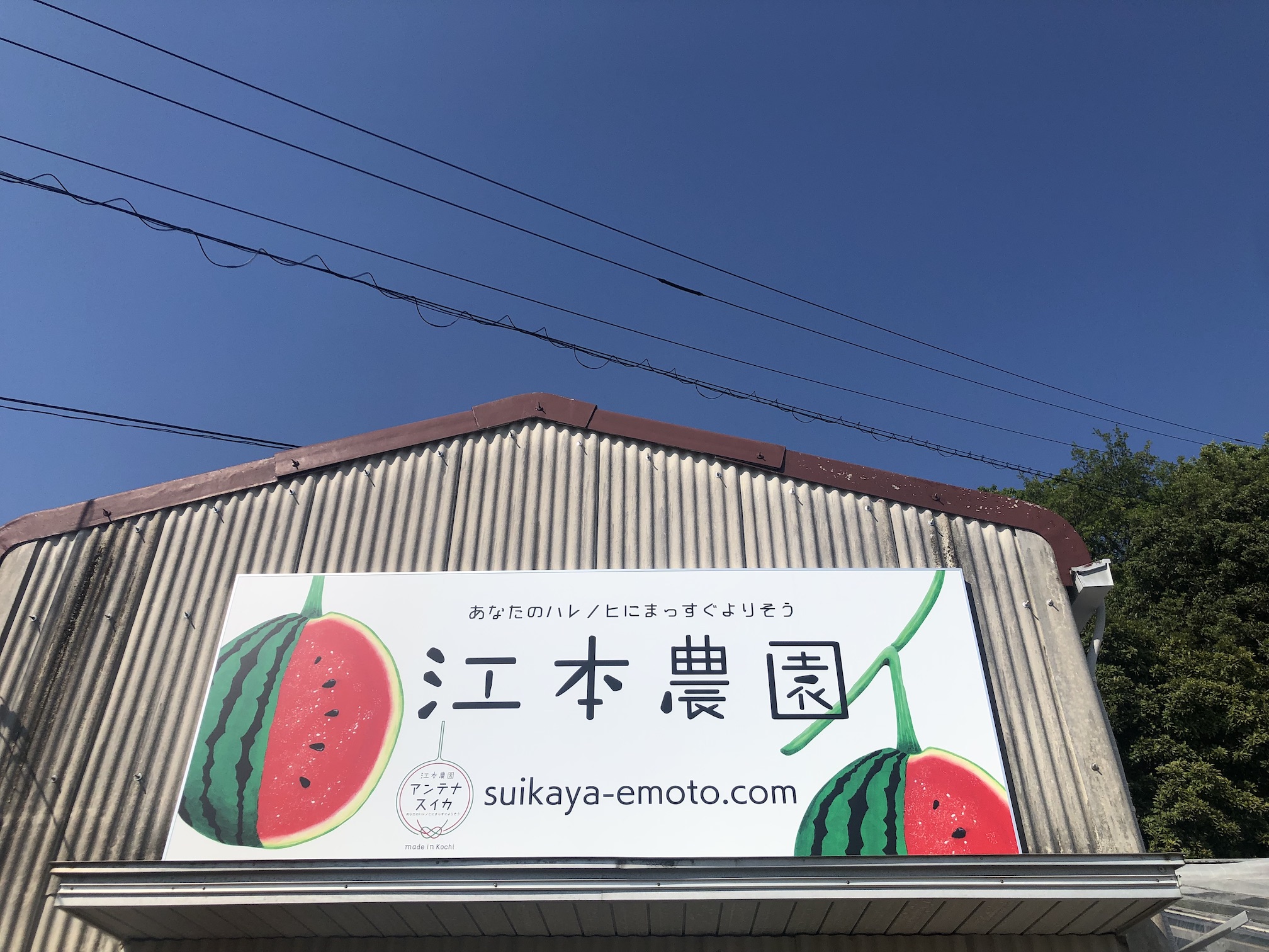 アンテナスイカ江本農園さんに行ってきました🚗🍉