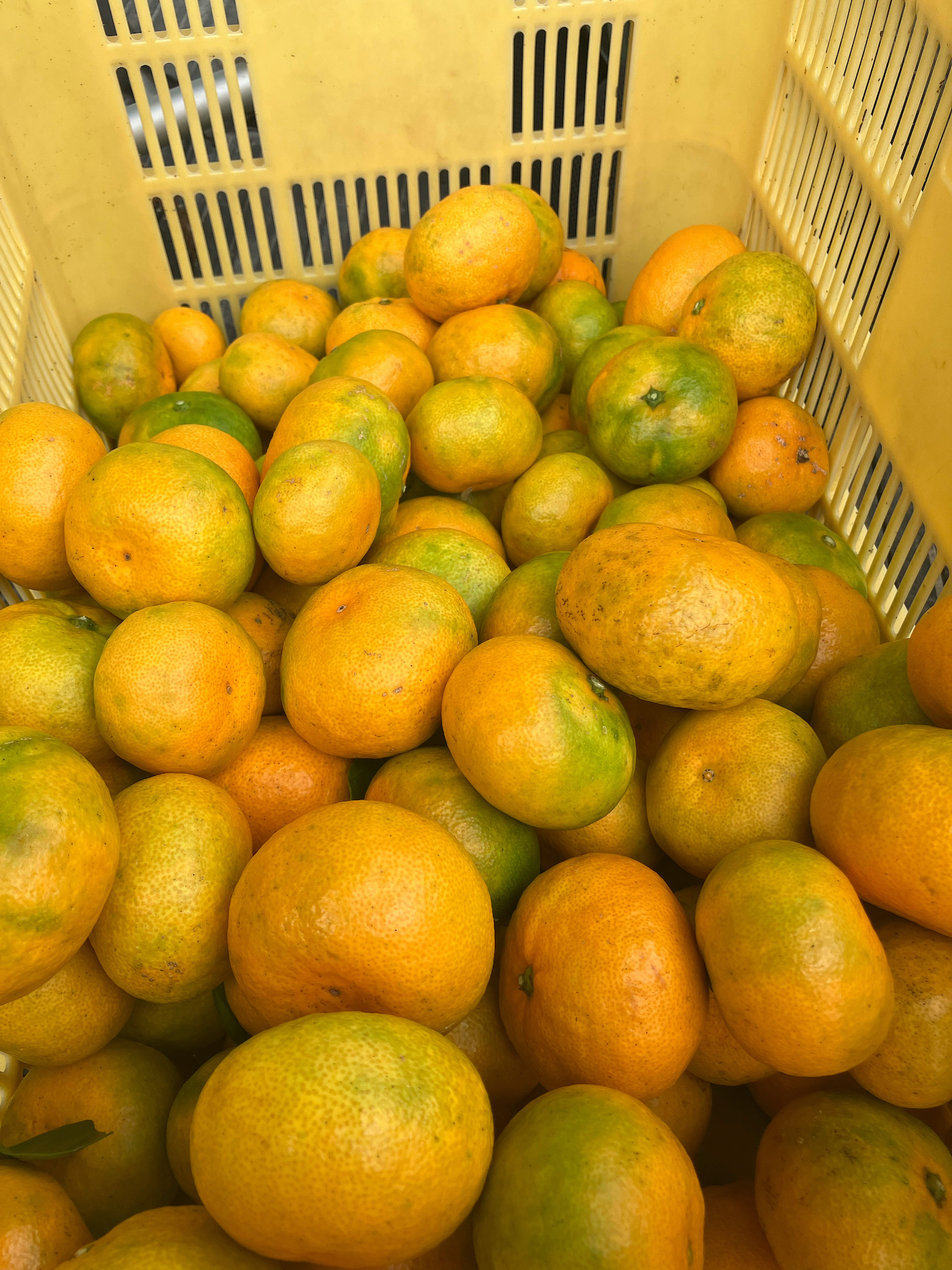 初獲り🍊