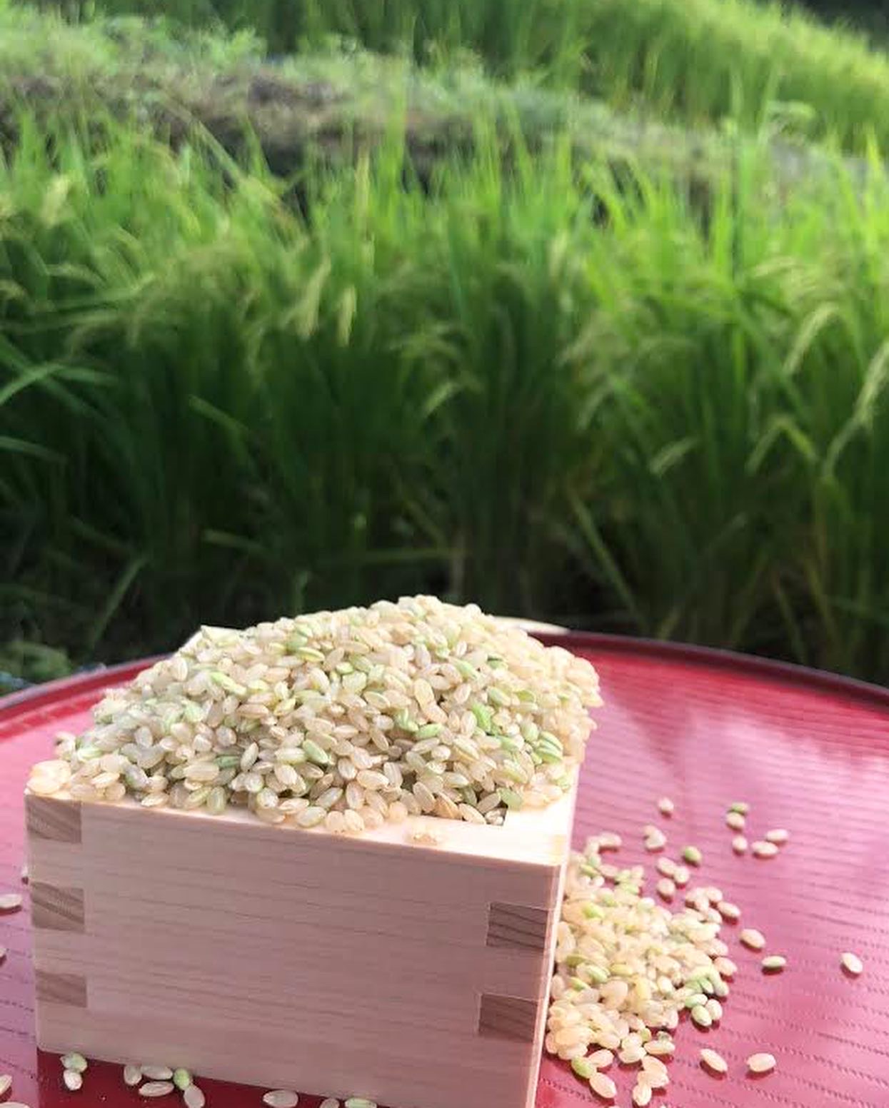 早速ありがとうございます😊🌾🍚