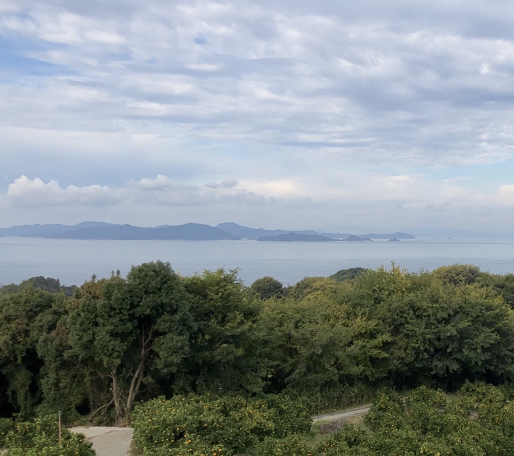 アボカドの収穫へ🥑