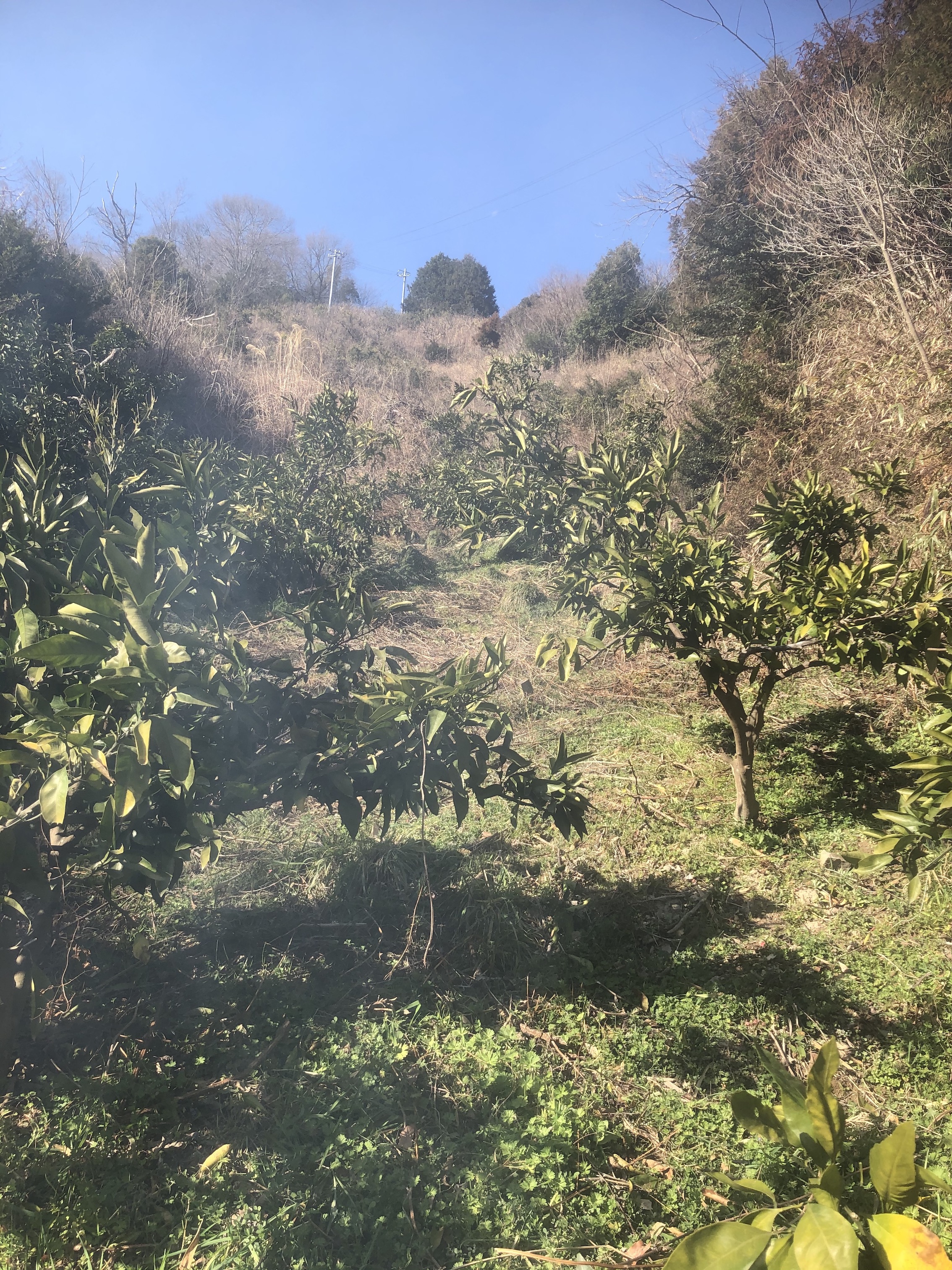 まだまだ続く山の整備🌳