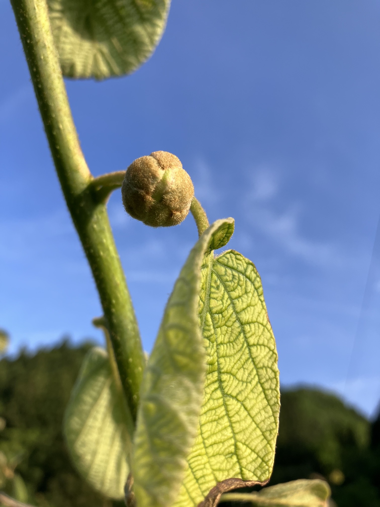 摘蕾も終わりましたー🥝