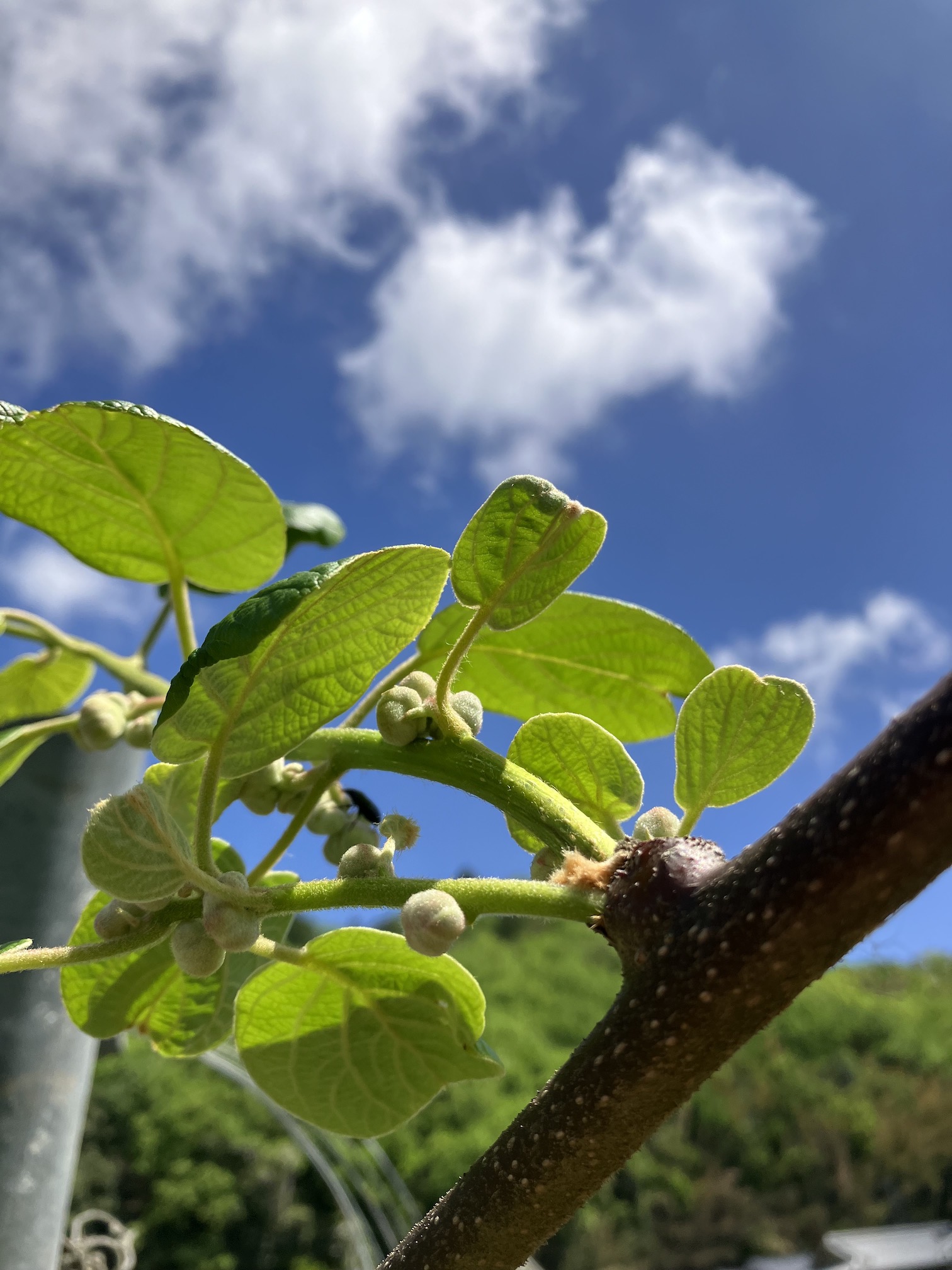 そろそろ摘蕾🥝🧑‍🌾