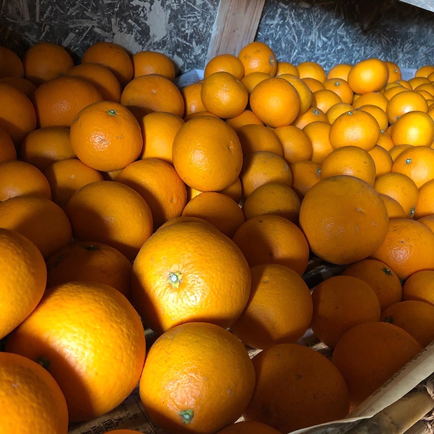 はっさくの販売も終了しました🍊