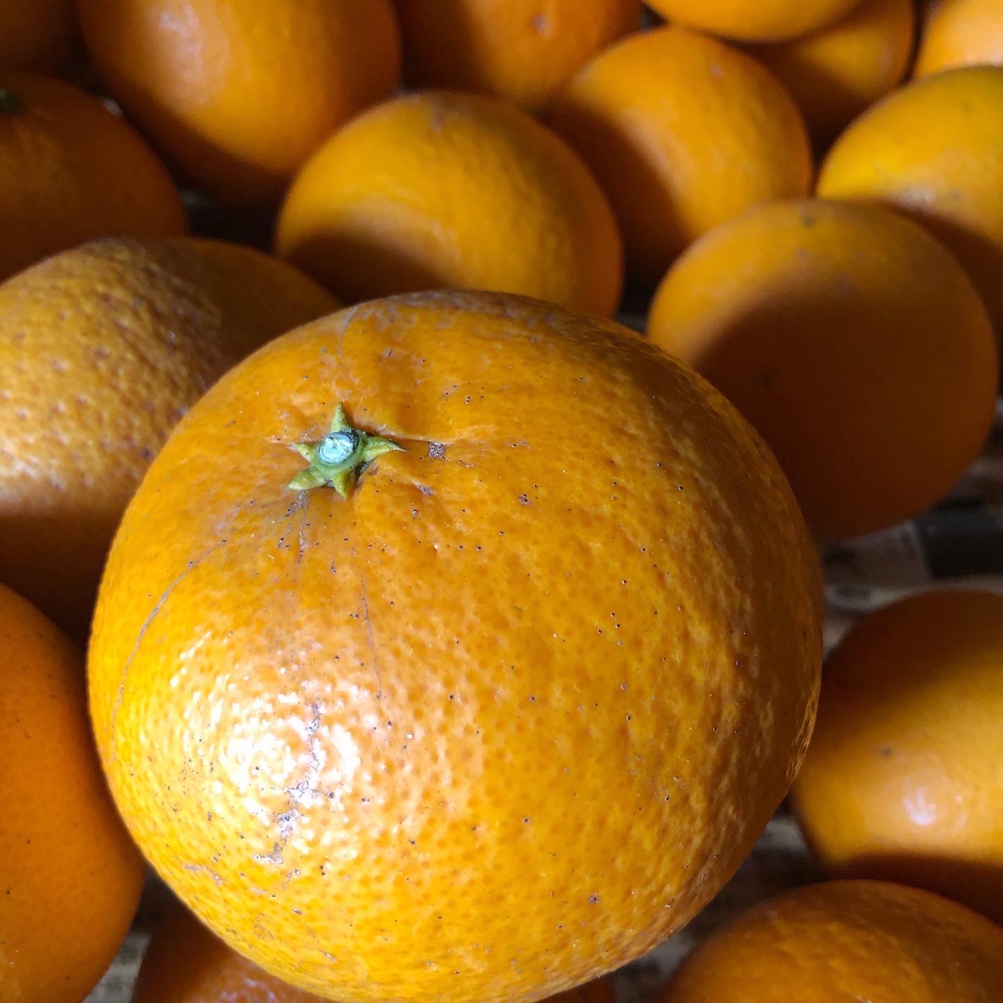 清見販売開始も💦🧑‍🌾🍊