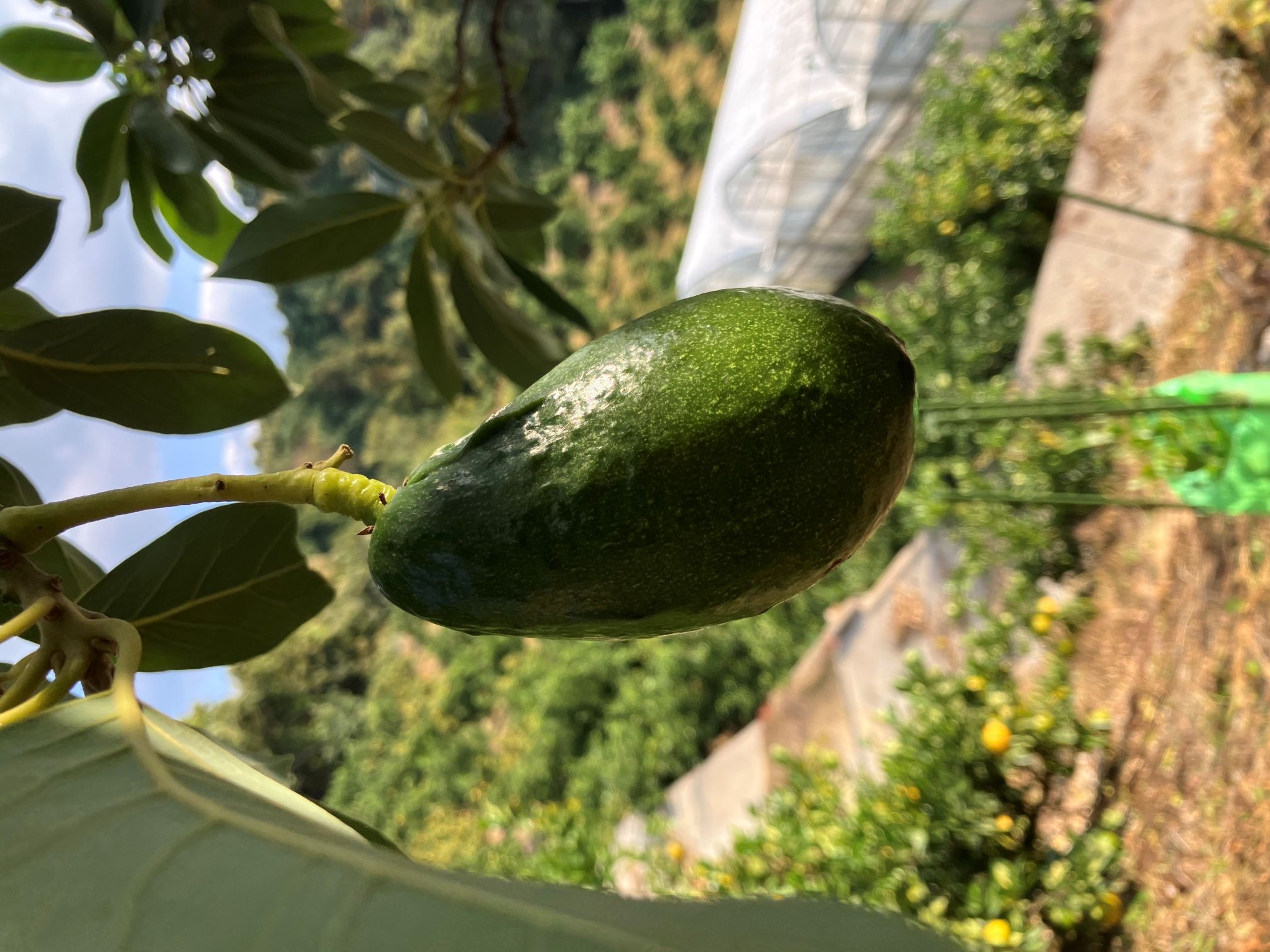 アボカド入荷致しました🥑