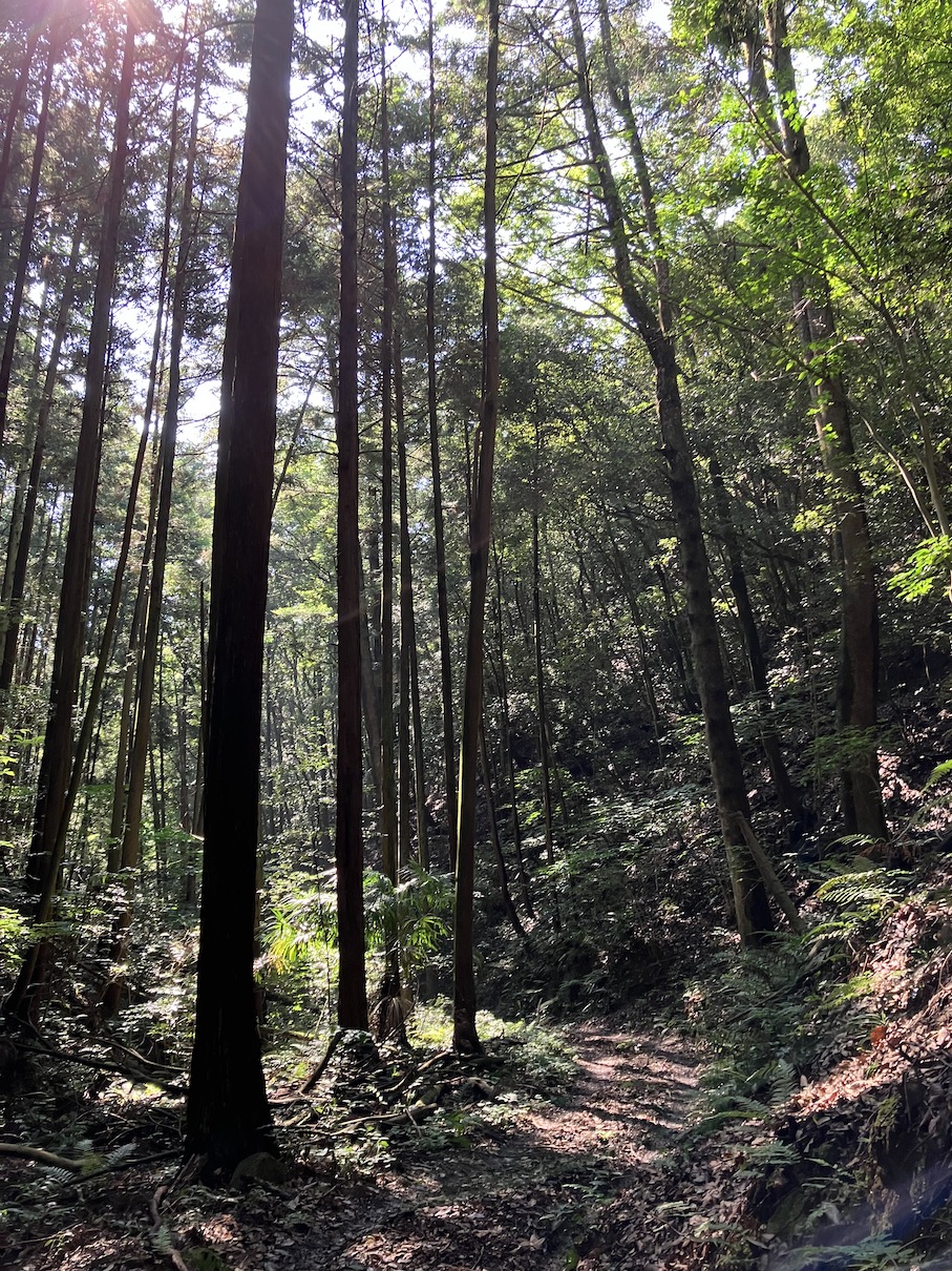 木漏れ日の中は気持ちが良い👩‍🌾✨