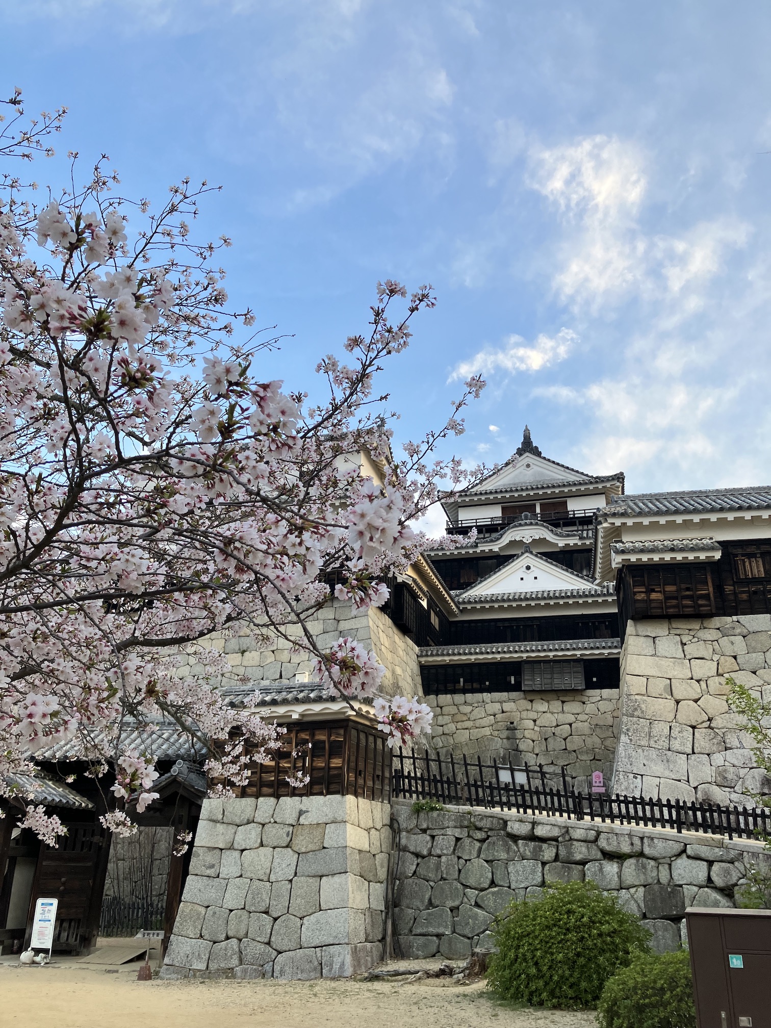 こちらでも綺麗に🌸✨