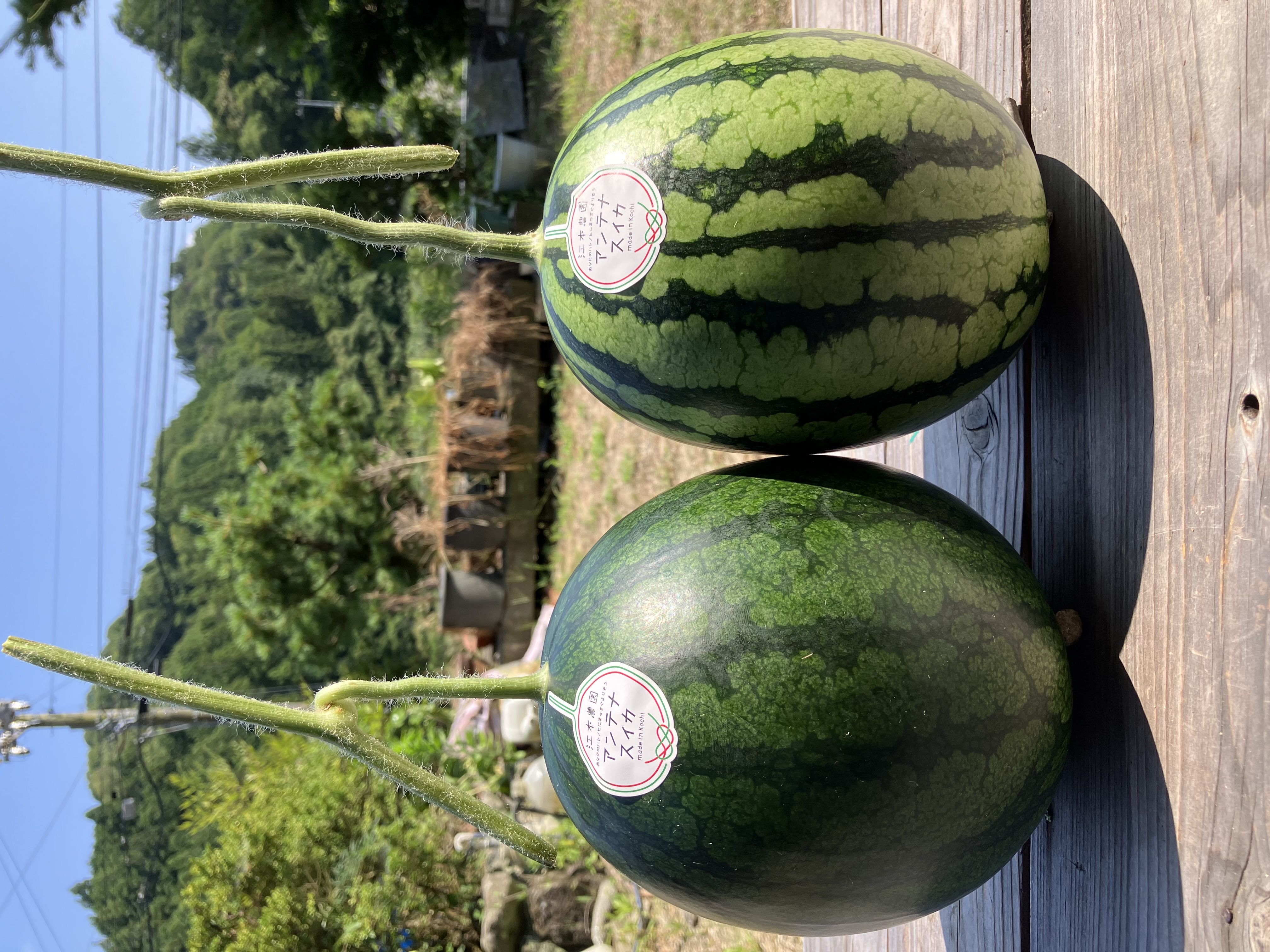 アンテナスイカ販売開始🍉✨