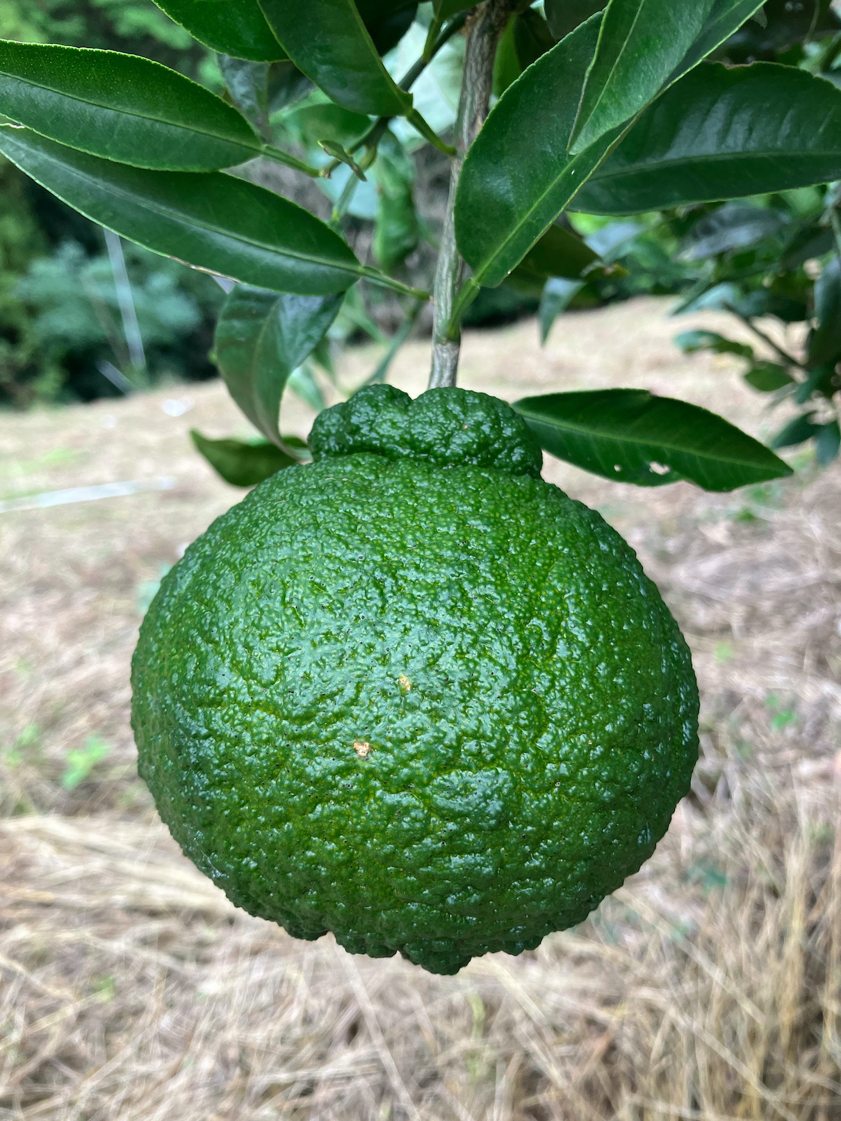 雨のおかげもあって🍊