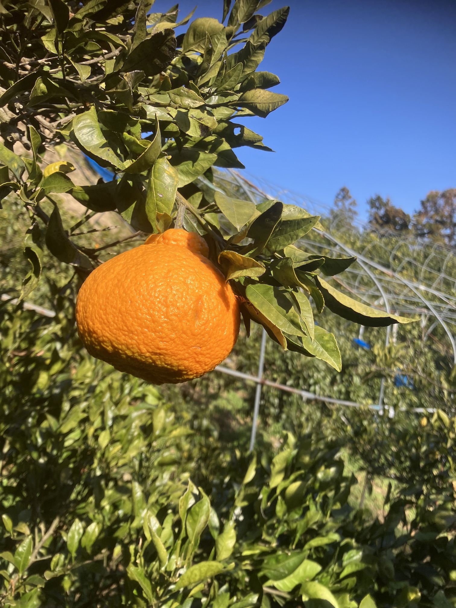 急いで収穫しないと‼️🍊