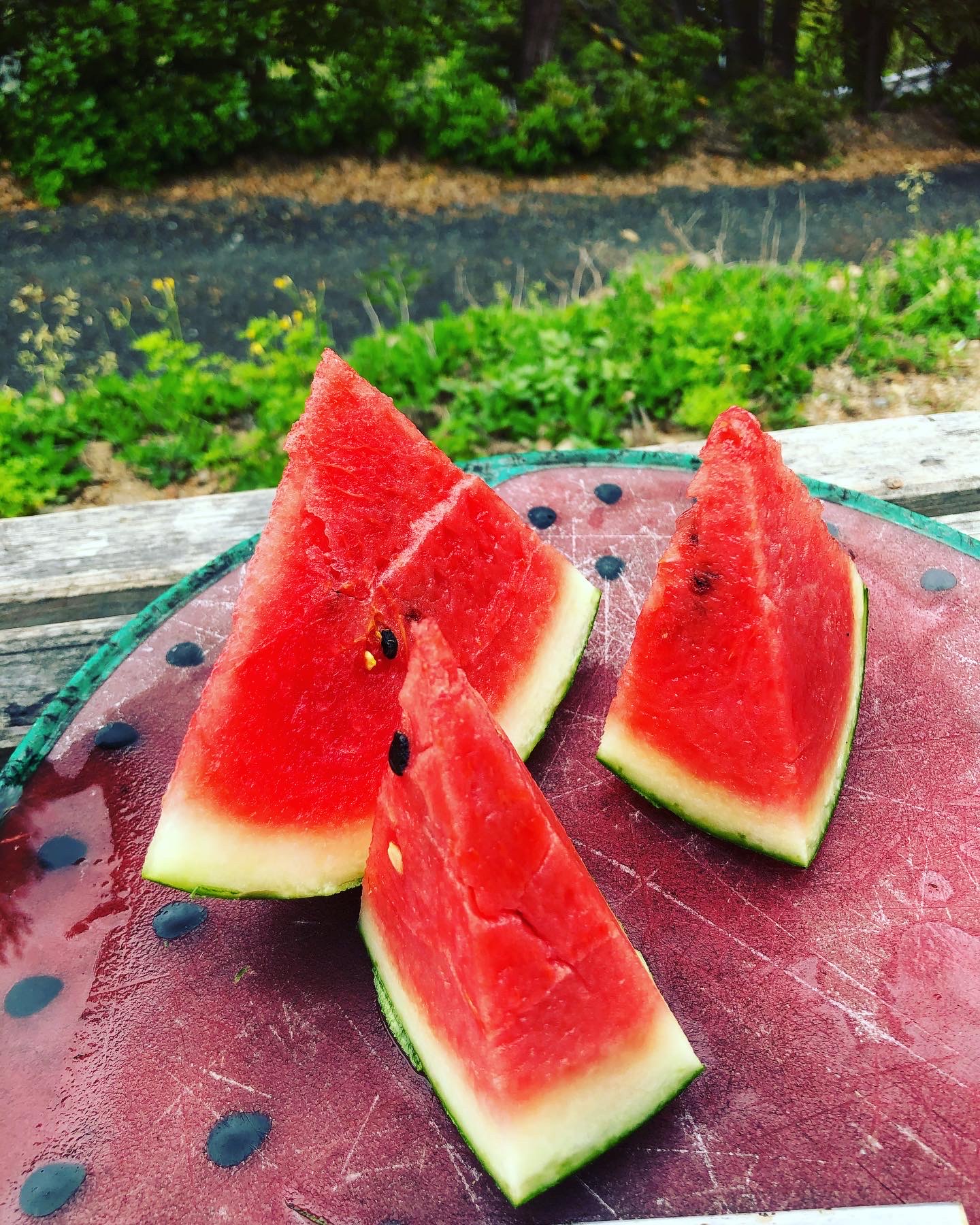 春のアンテナスイカ間も無く終了🍉