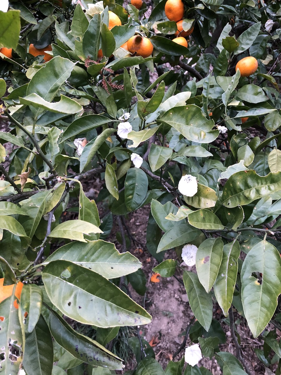 誰だー！みかん食べたのは