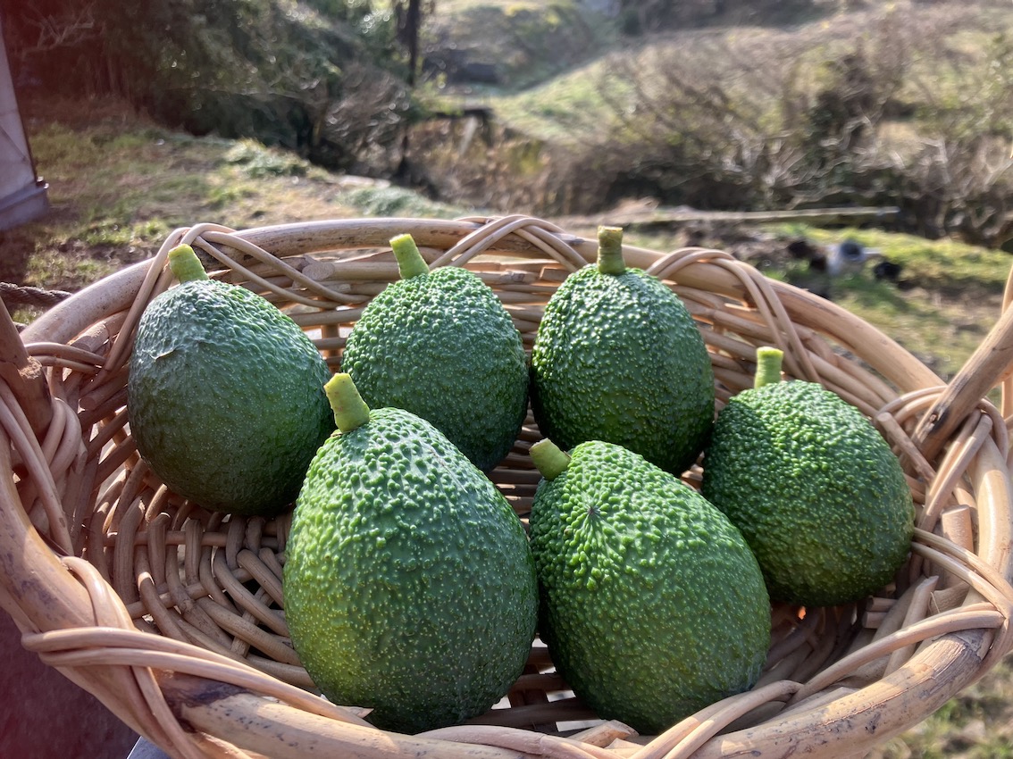 今期最後のアボカド入荷致しました🥑