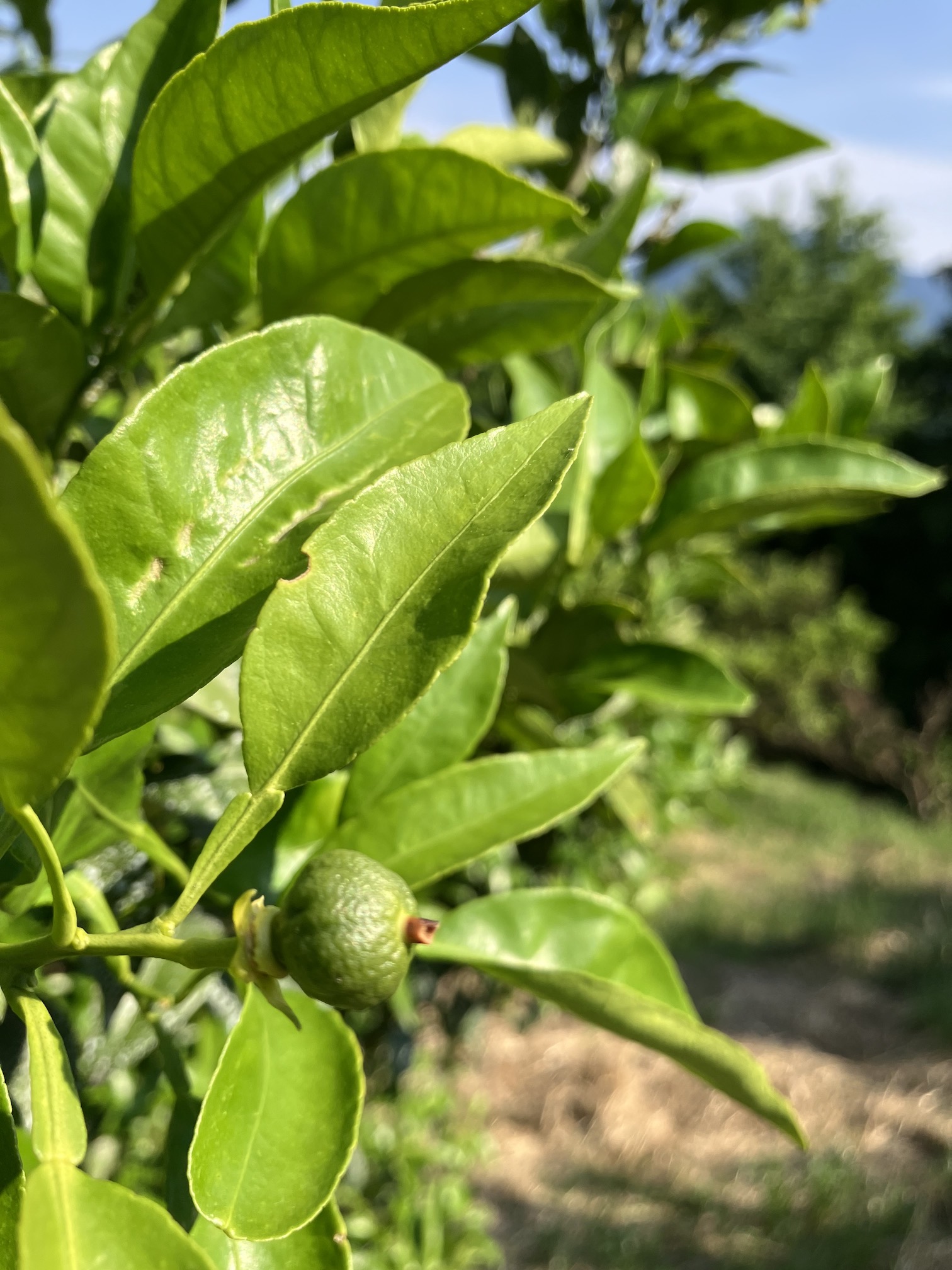 何の果実かわかりますかー🍊