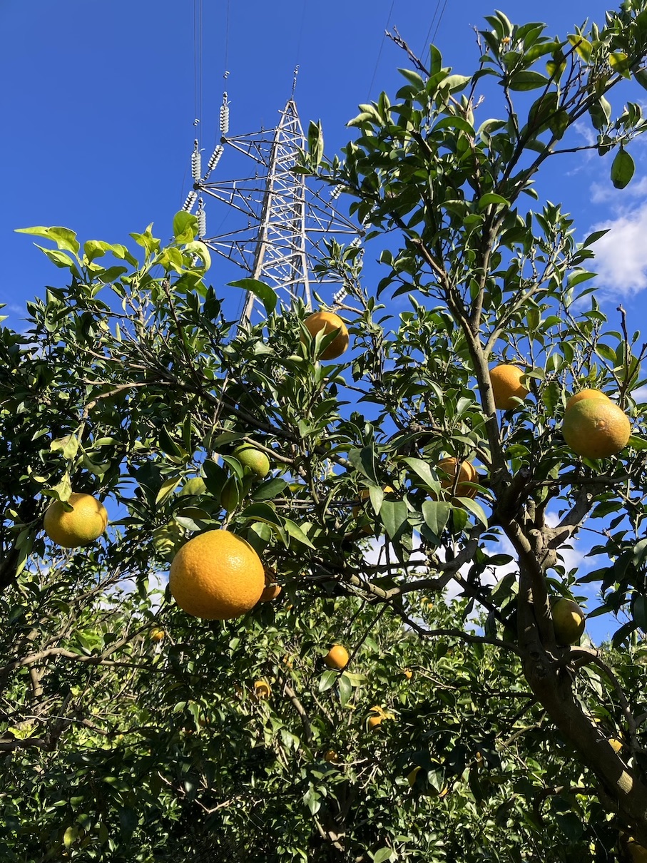 まどんなちゃんも色付いてきましたよー🙌🍊