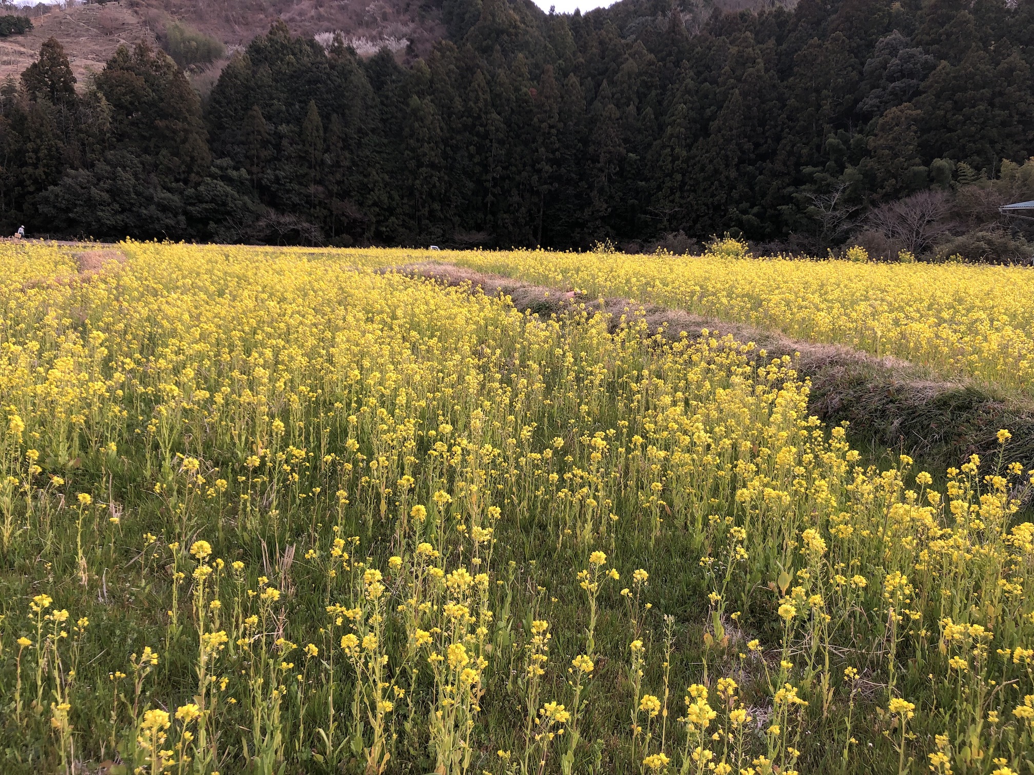 暖かくなってきて🌼